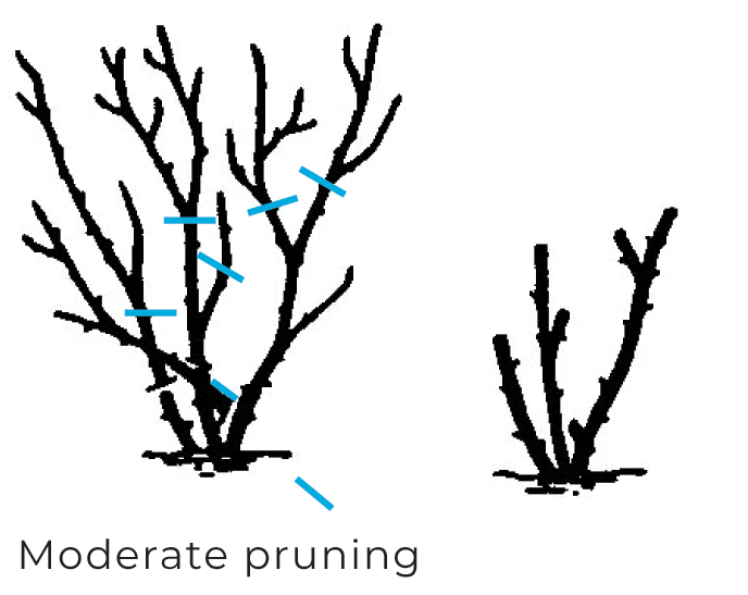 pruning-moderate