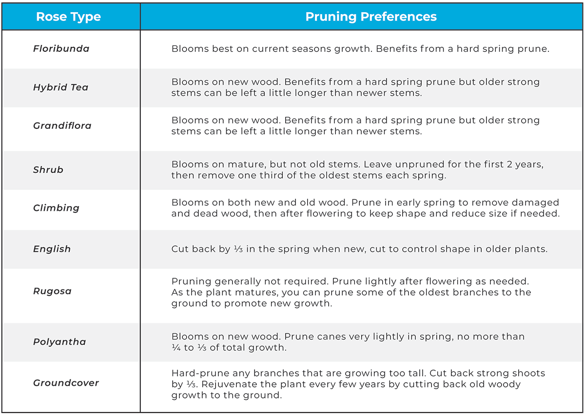 rose-pruning-preferences