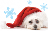 Puppy with a Santa hat.
