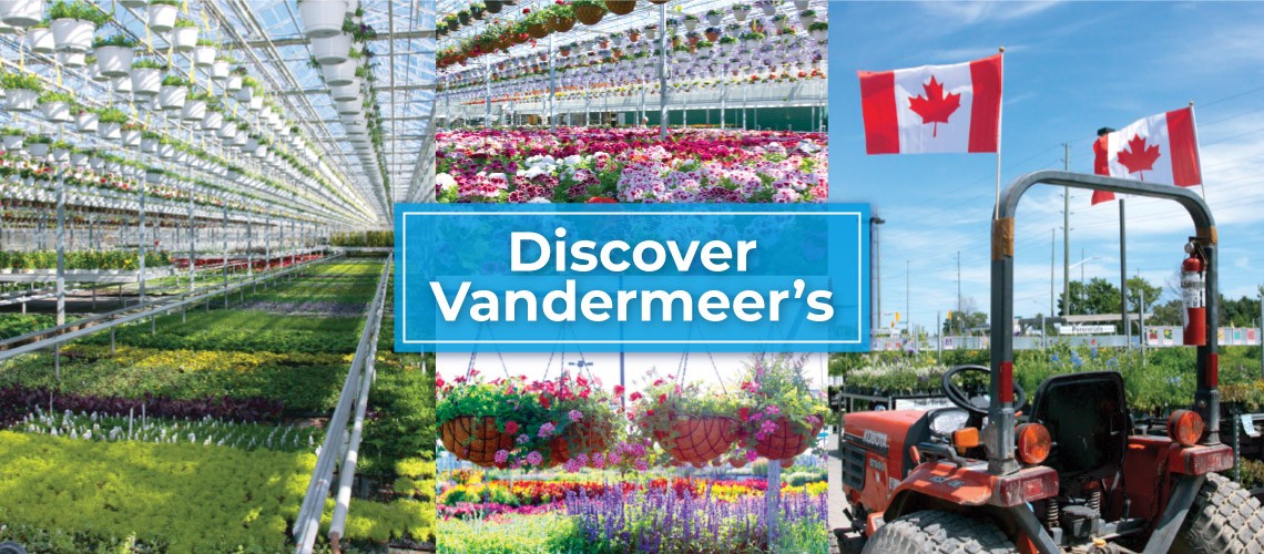 Discover Vandermeer S Vandermeer Nursery Ltd