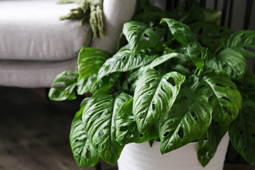 monstera1