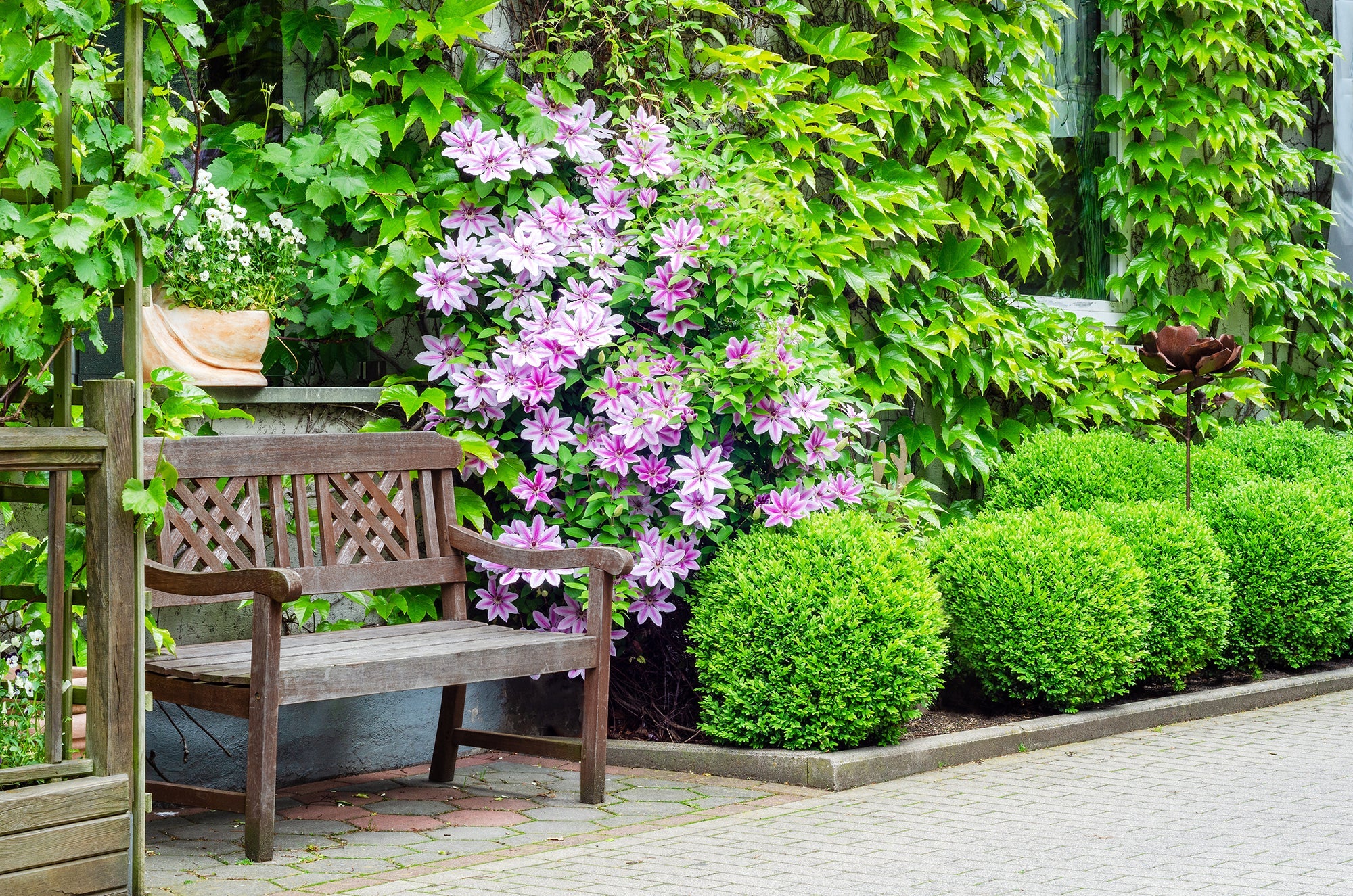 Perennial Vines