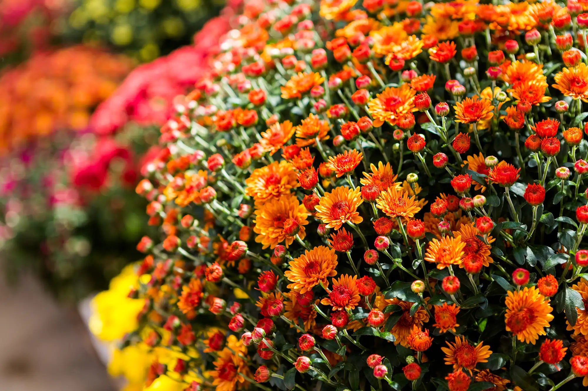 Fall Annuals