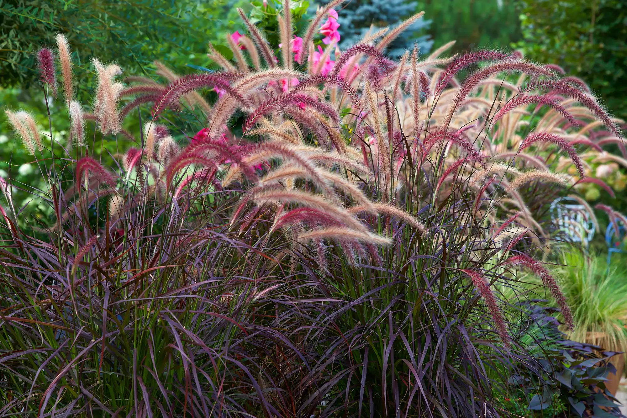 Annual Grasses