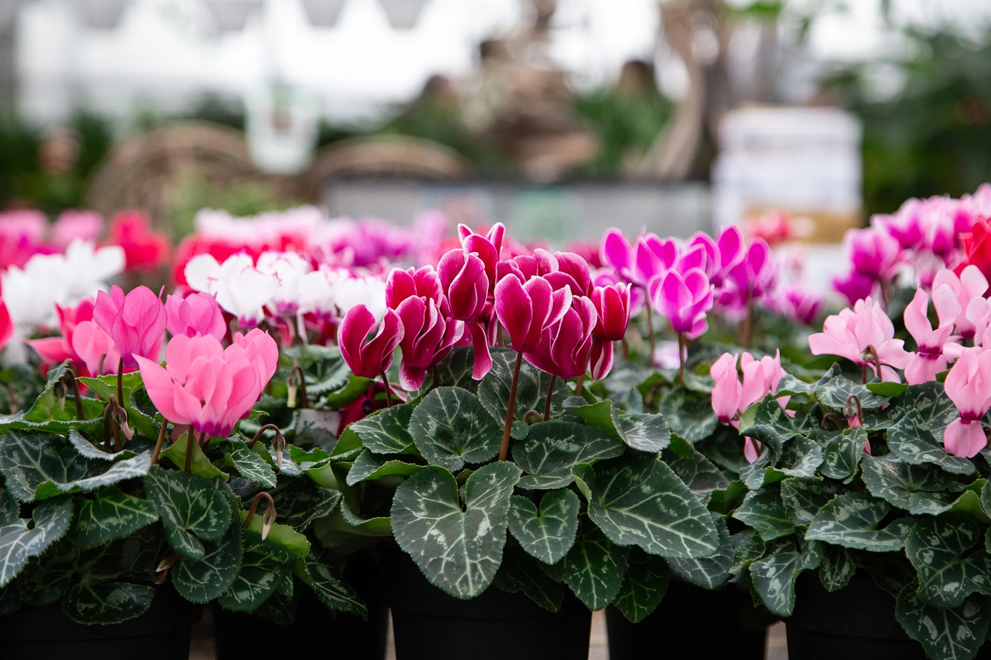 Holiday Plants