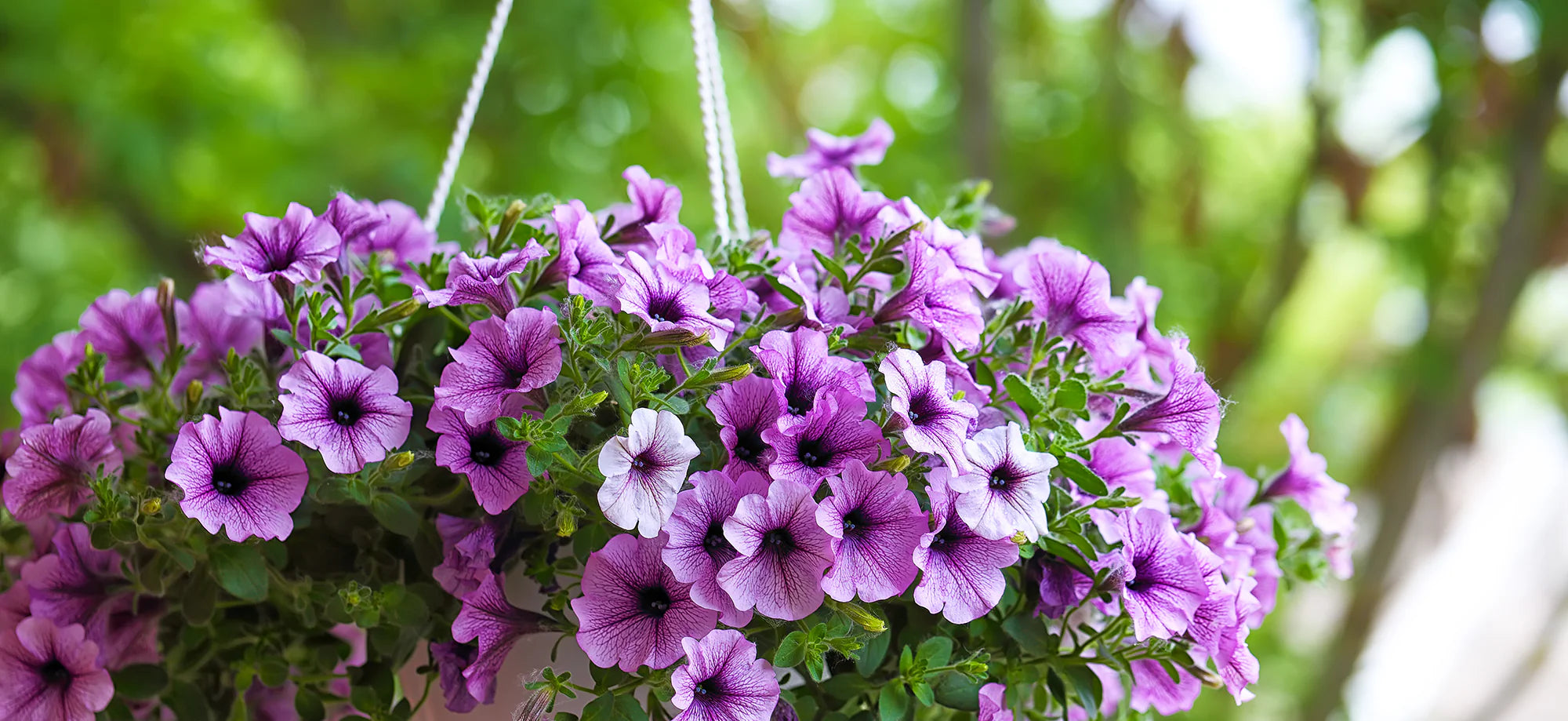 Sun-Loving Annuals