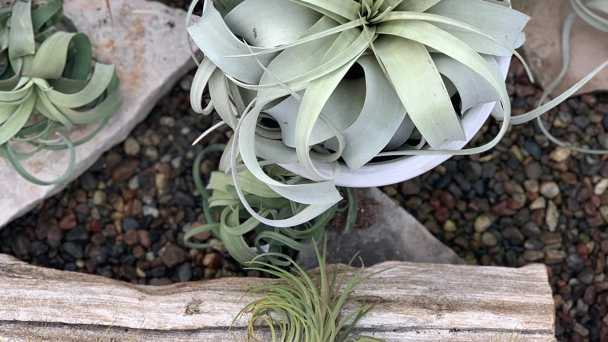 Air Plants