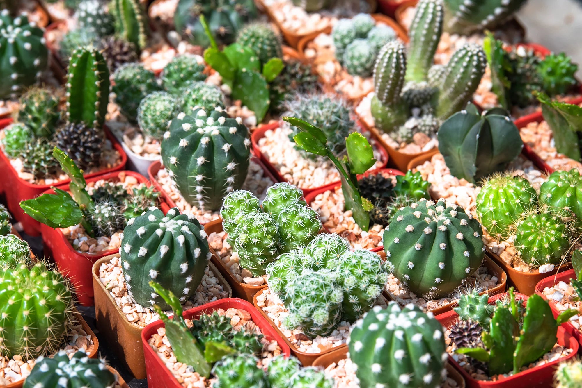 Cacti