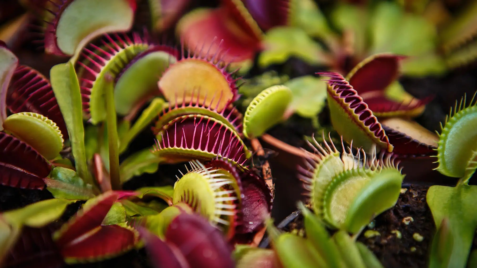 Carnivorous