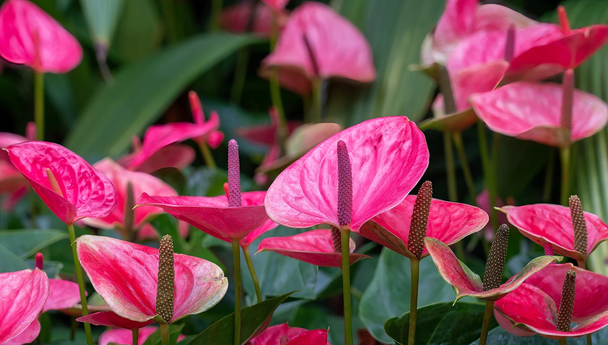 Flowering Houseplants