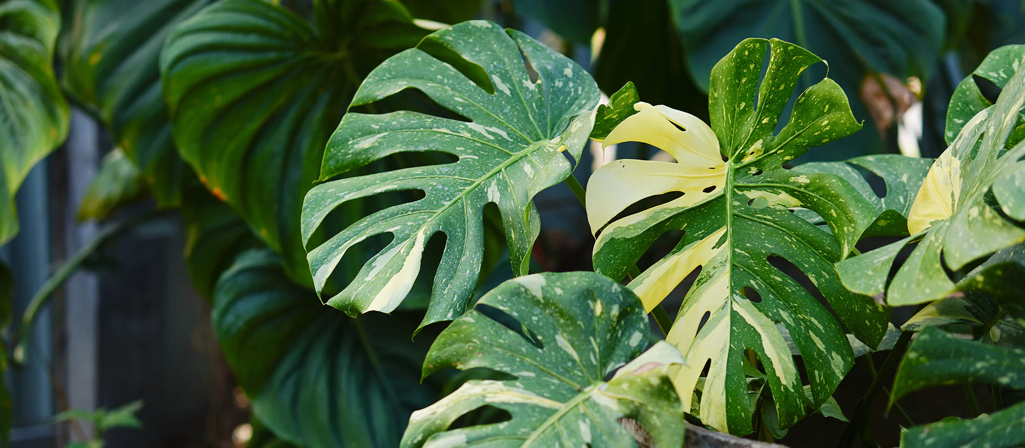 Tropicals