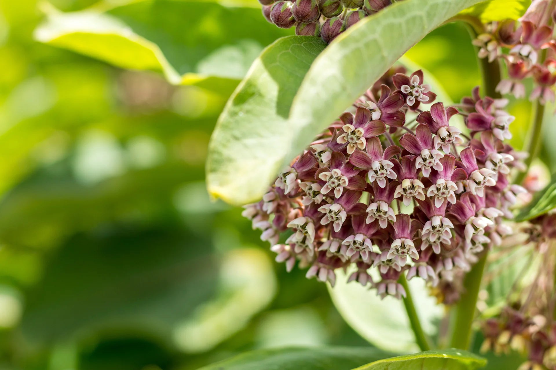 Native Plants