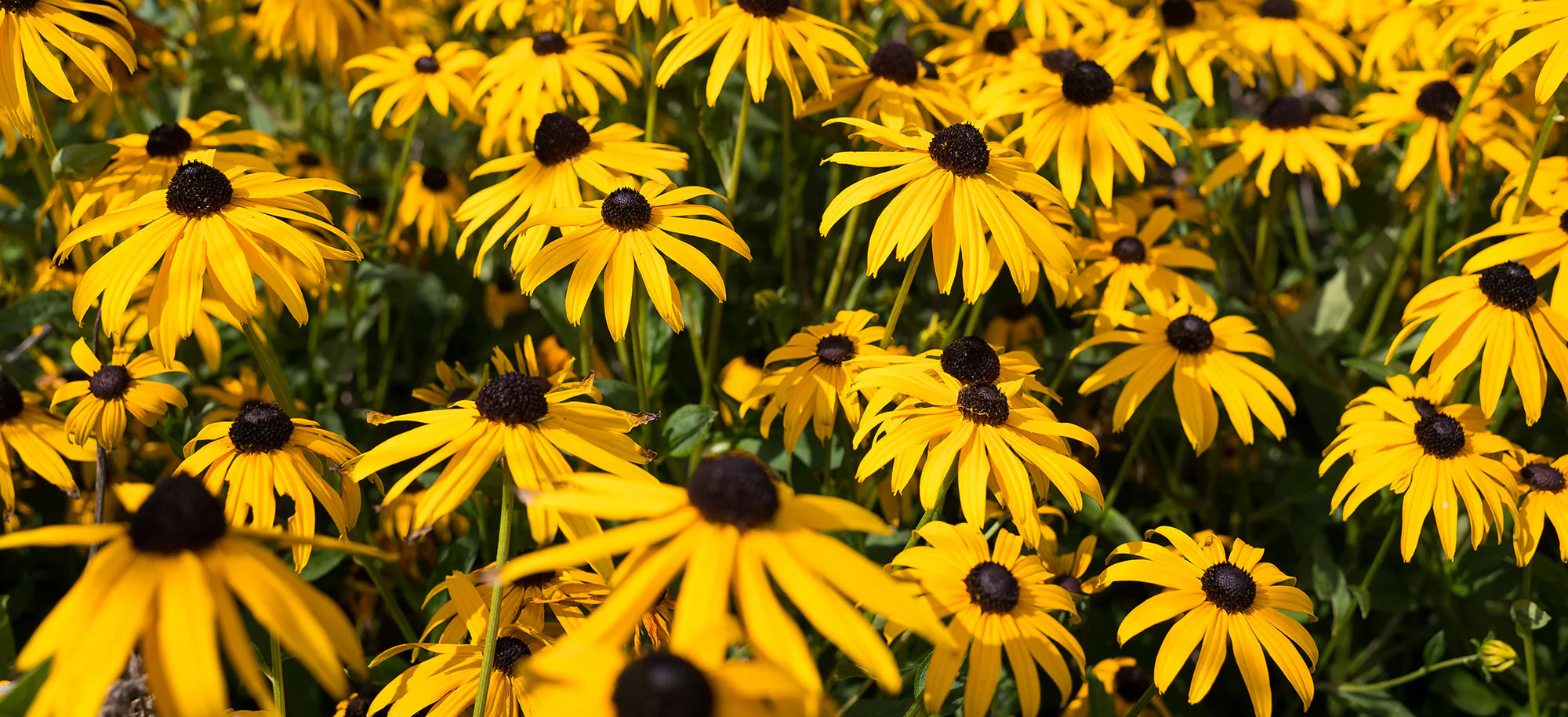 Native Perennials