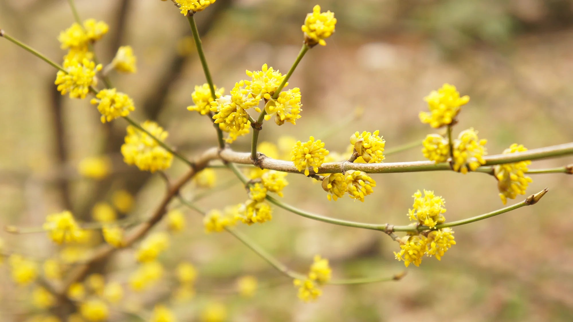 Native Shrubs