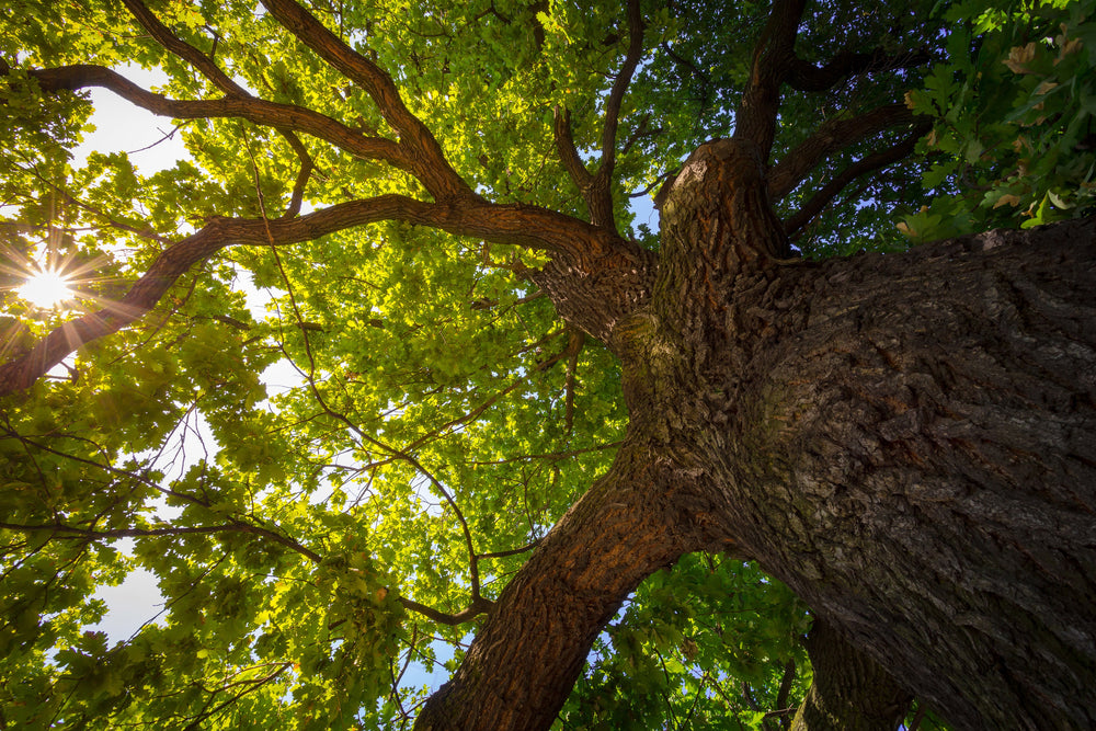 Native Trees – Vandermeer Nursery Ltd
