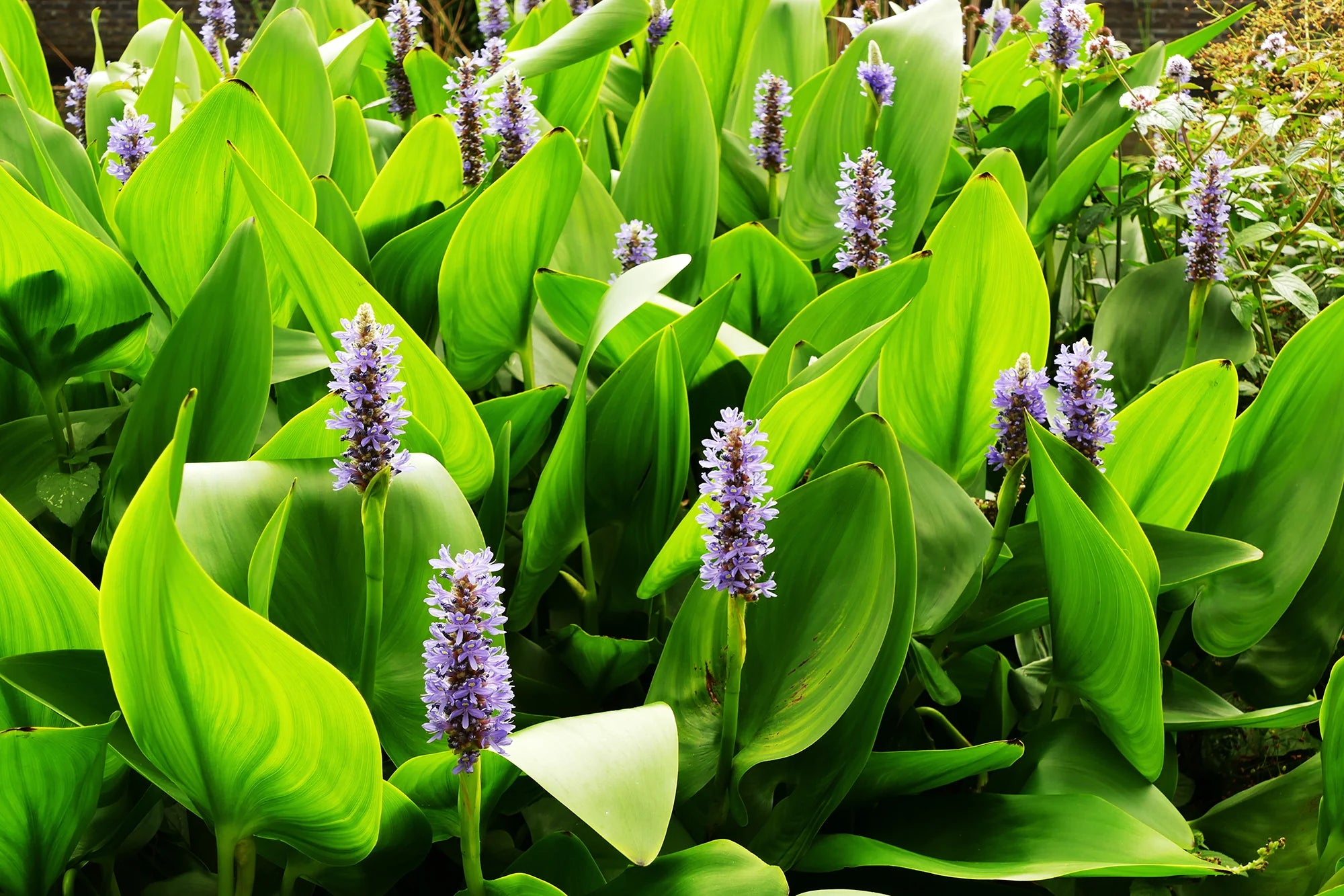 Native Water Plants