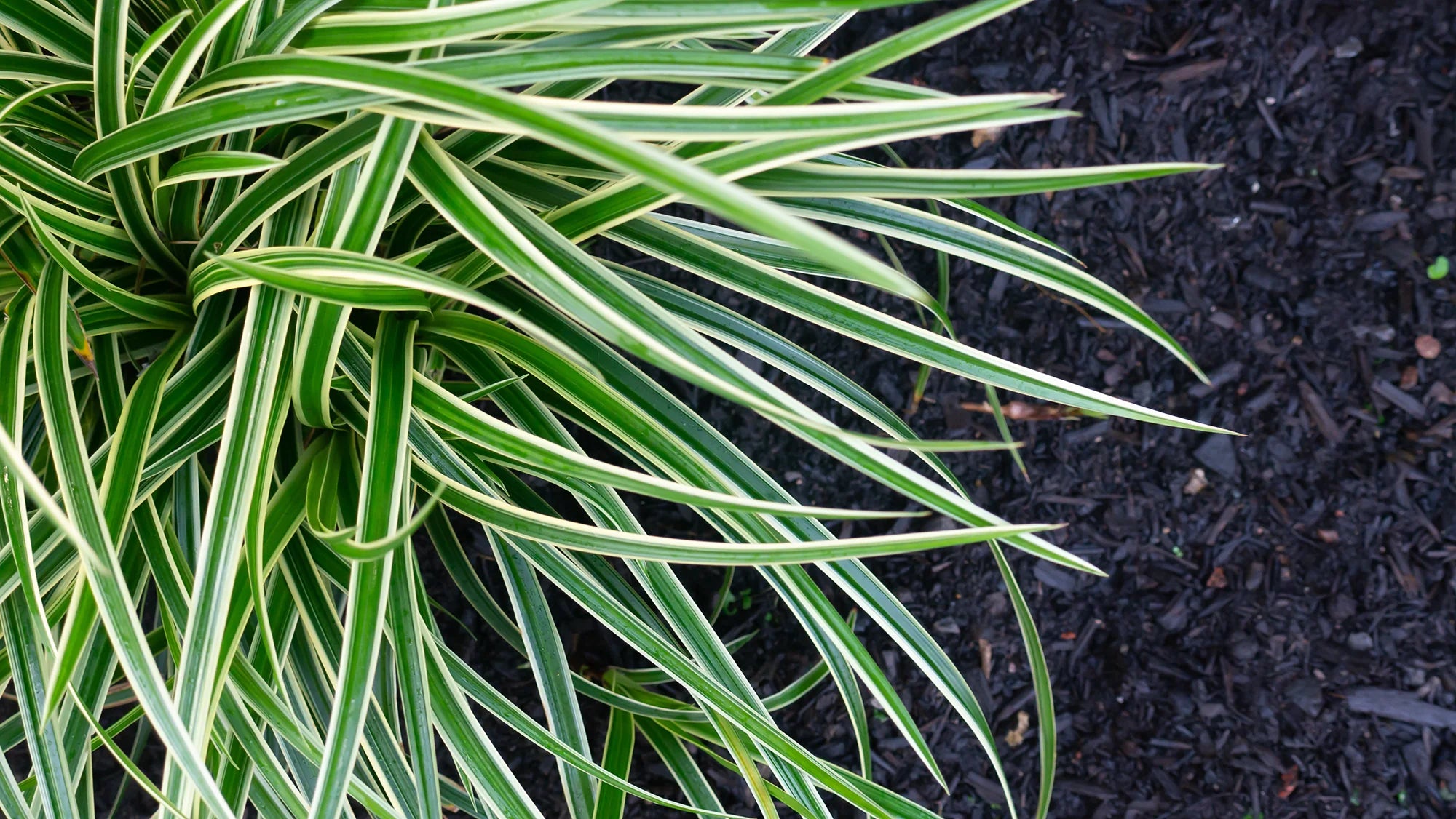 Perennial Grasses