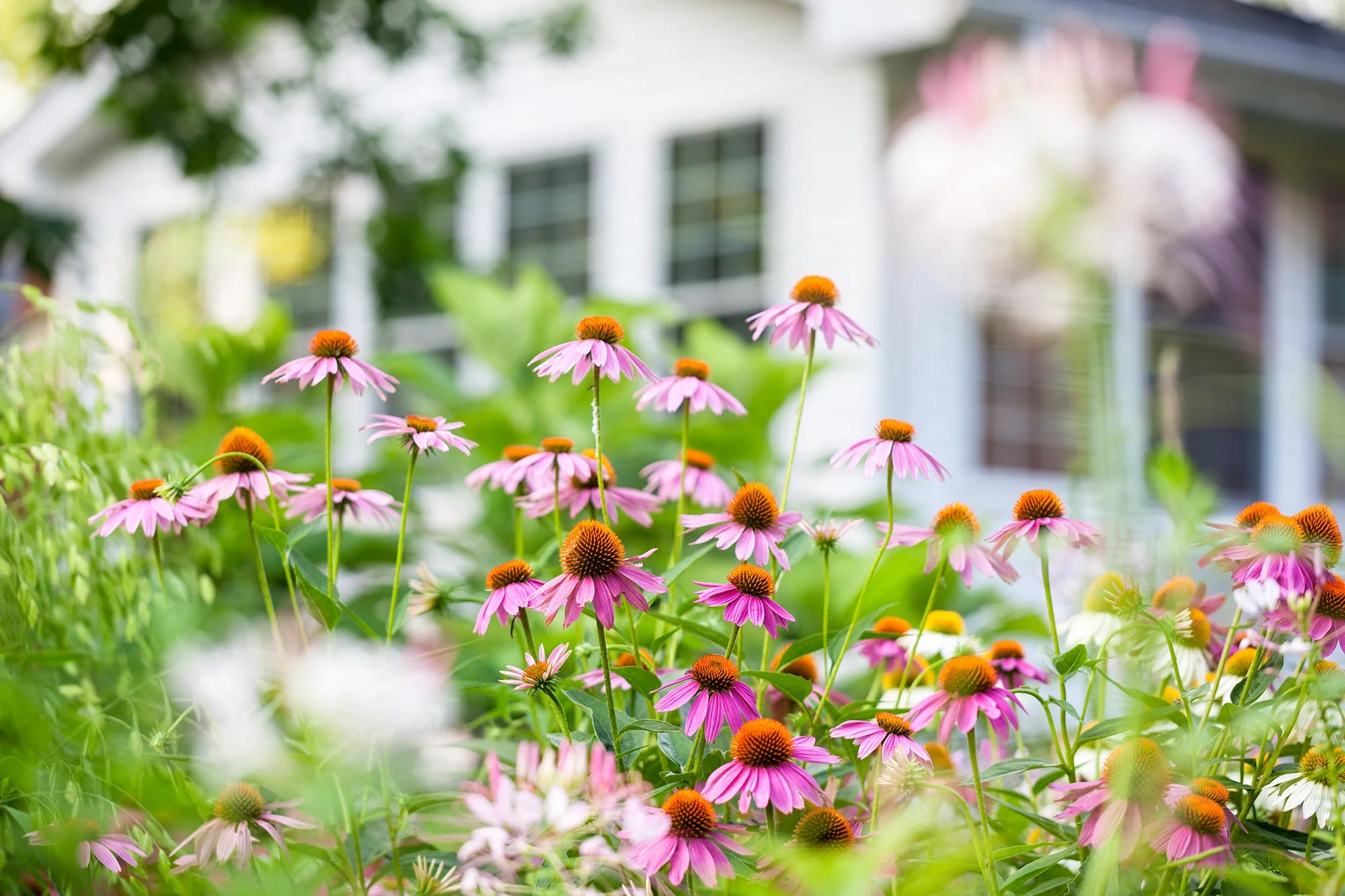 Sun-Loving Perennials