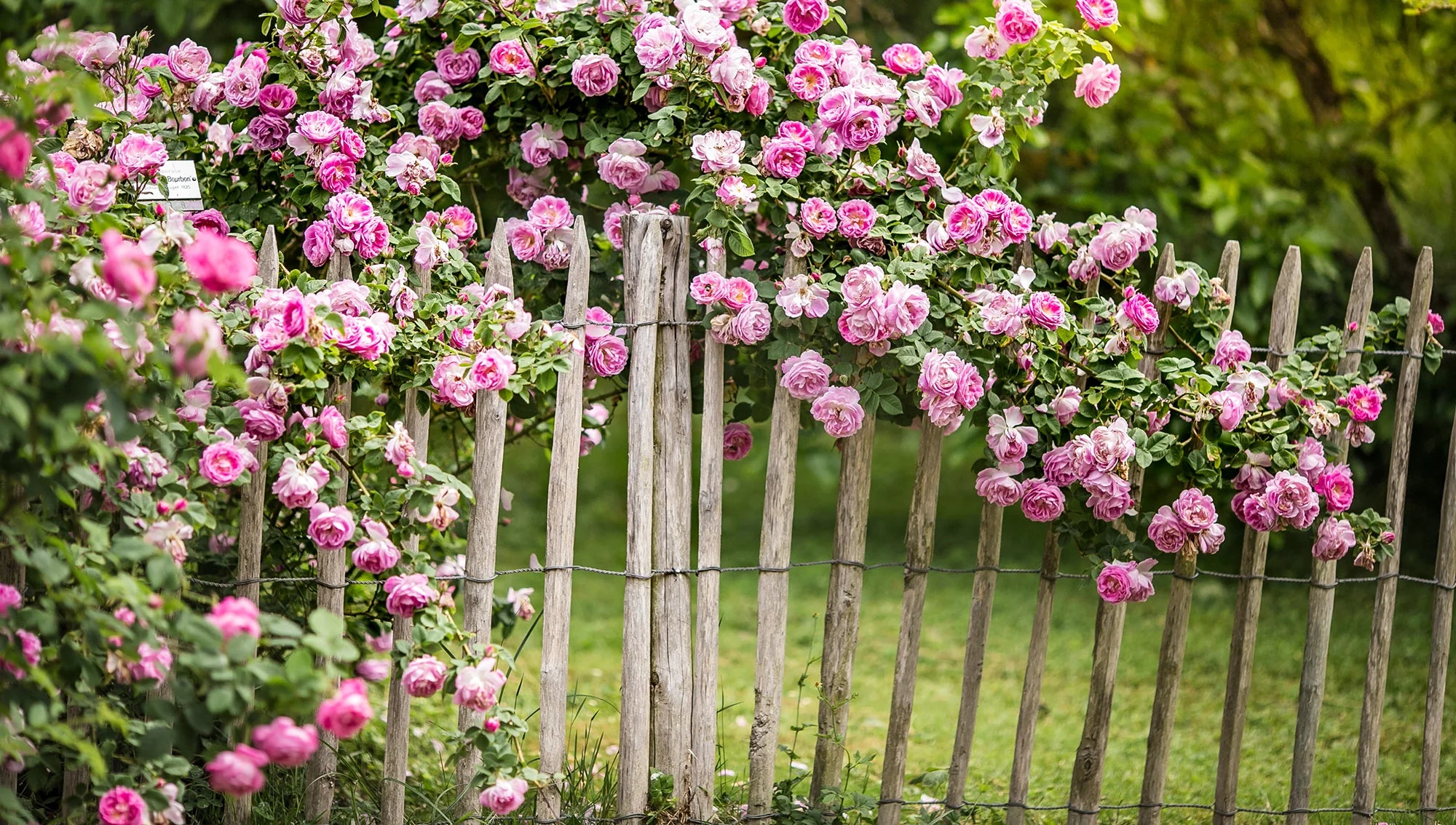 Climbing Roses