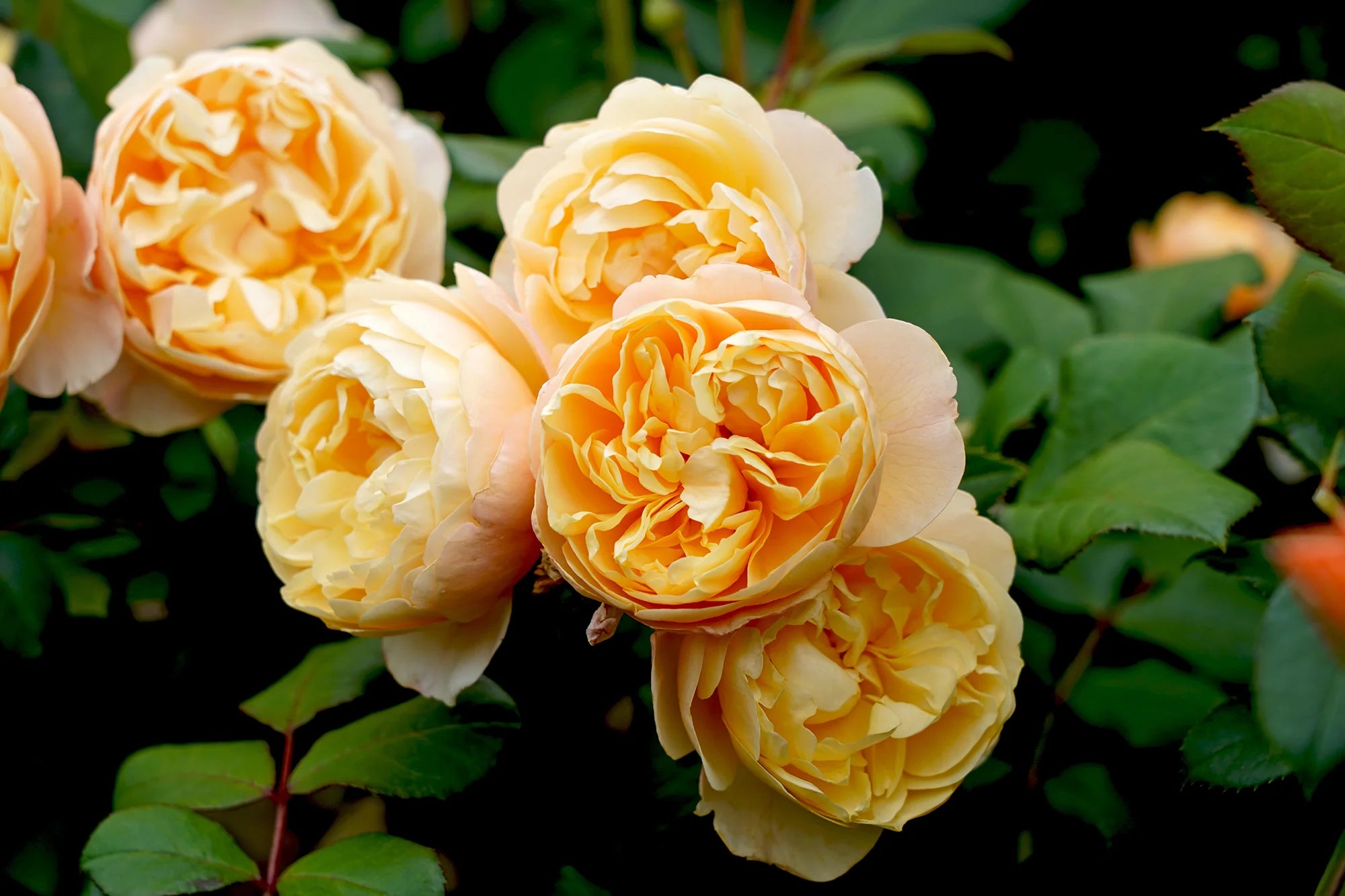 English Roses
