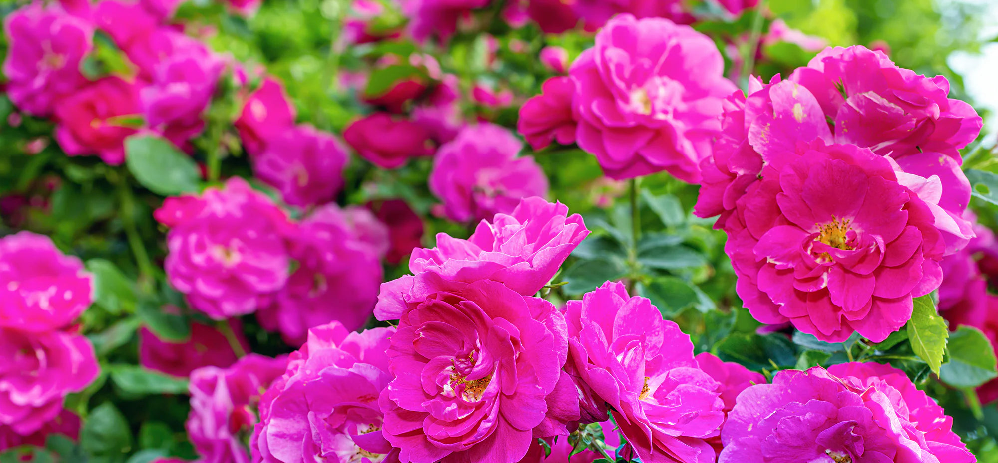 Explorer Shrub Roses