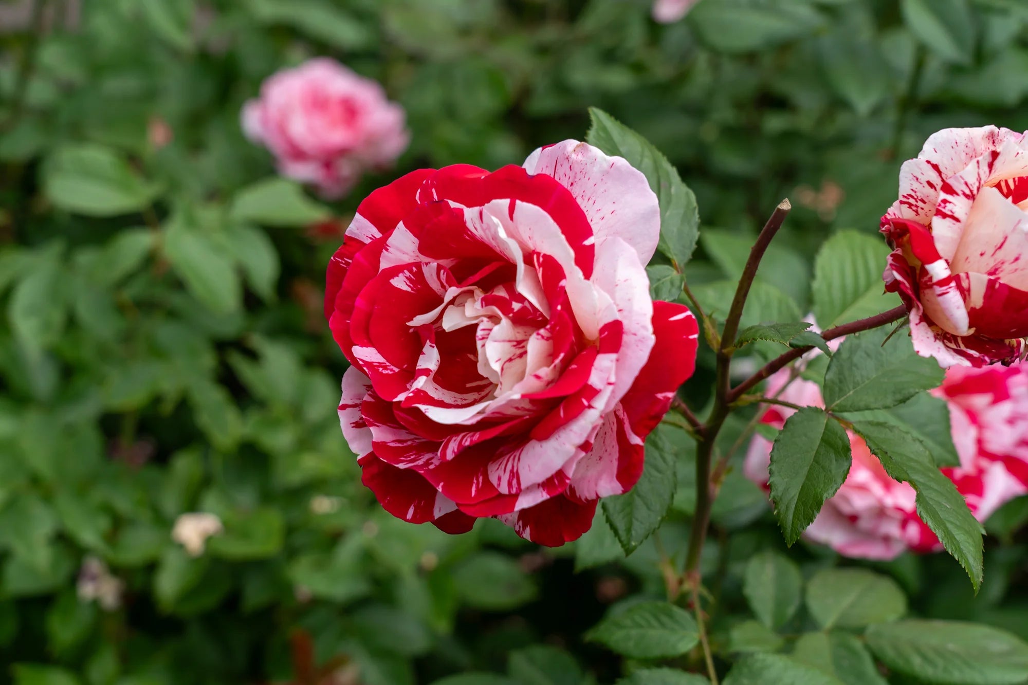 Floribunda Roses