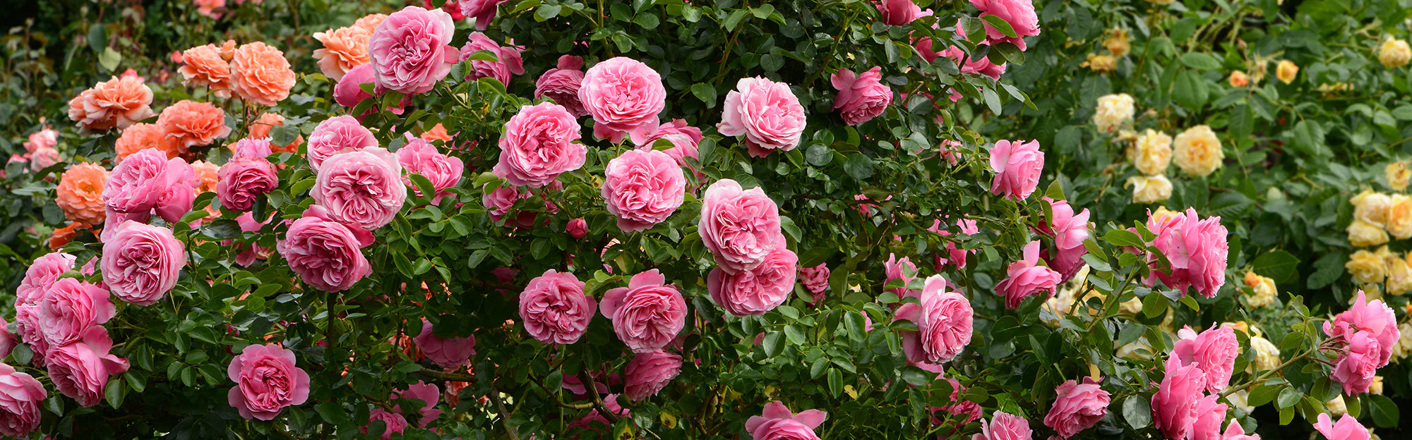 Roses