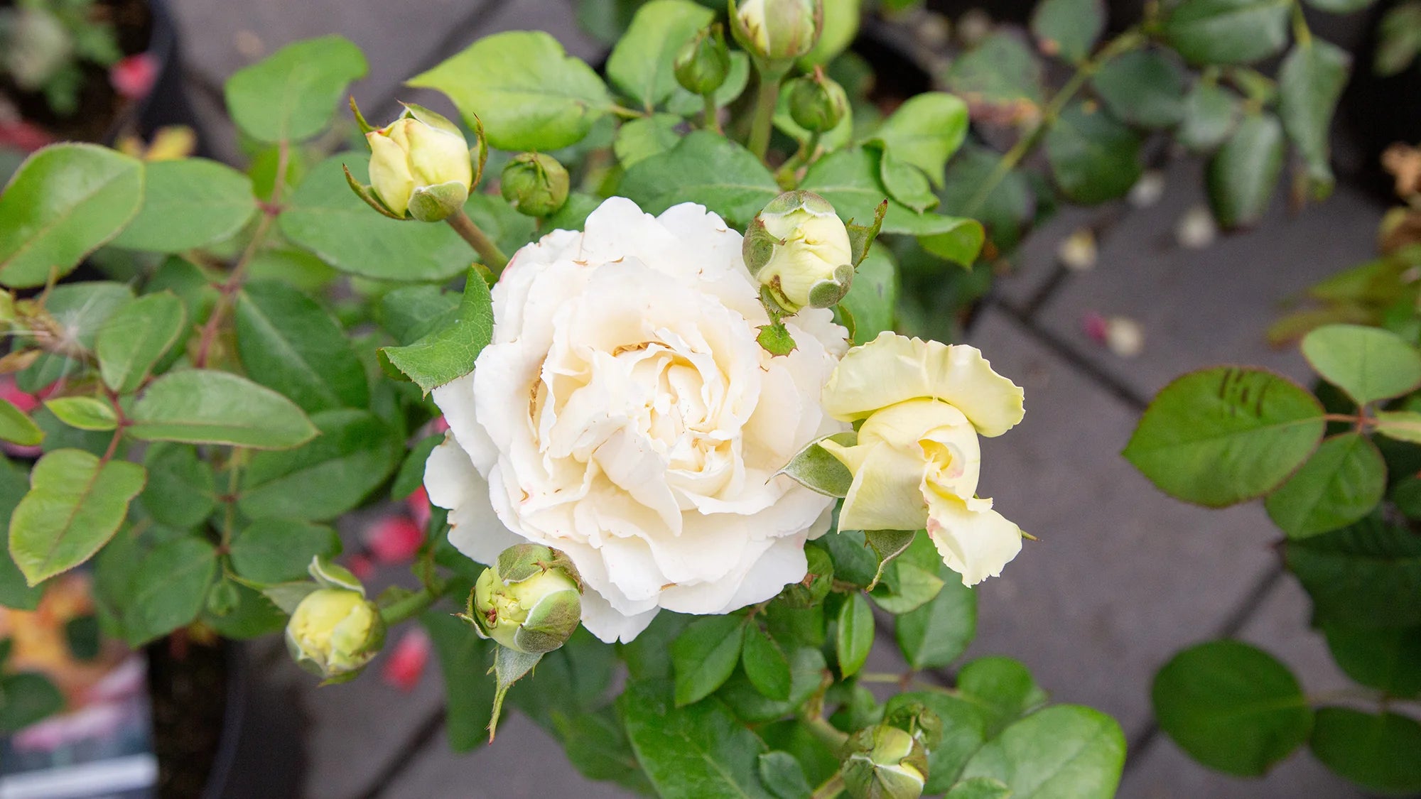 Hybrid Tea Roses