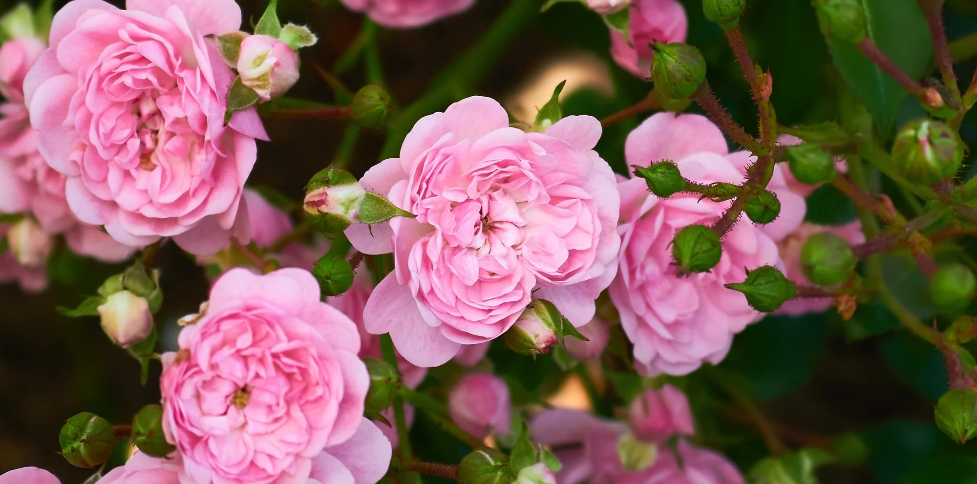 Landscape Shrub Roses