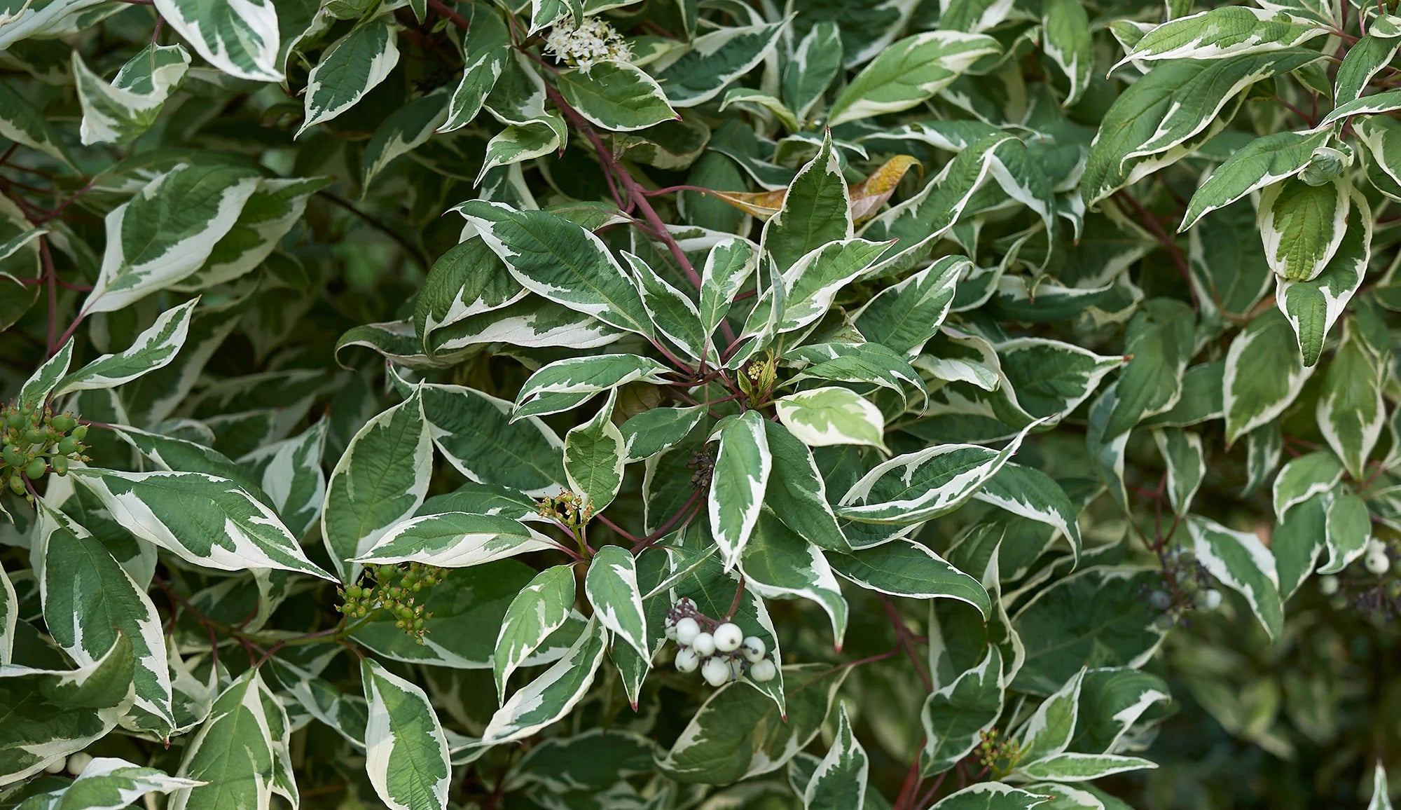 Deciduous Shrubs