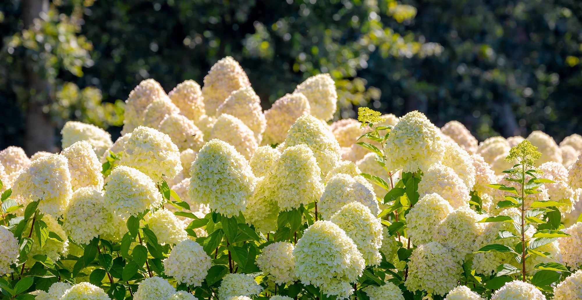 Shrubs