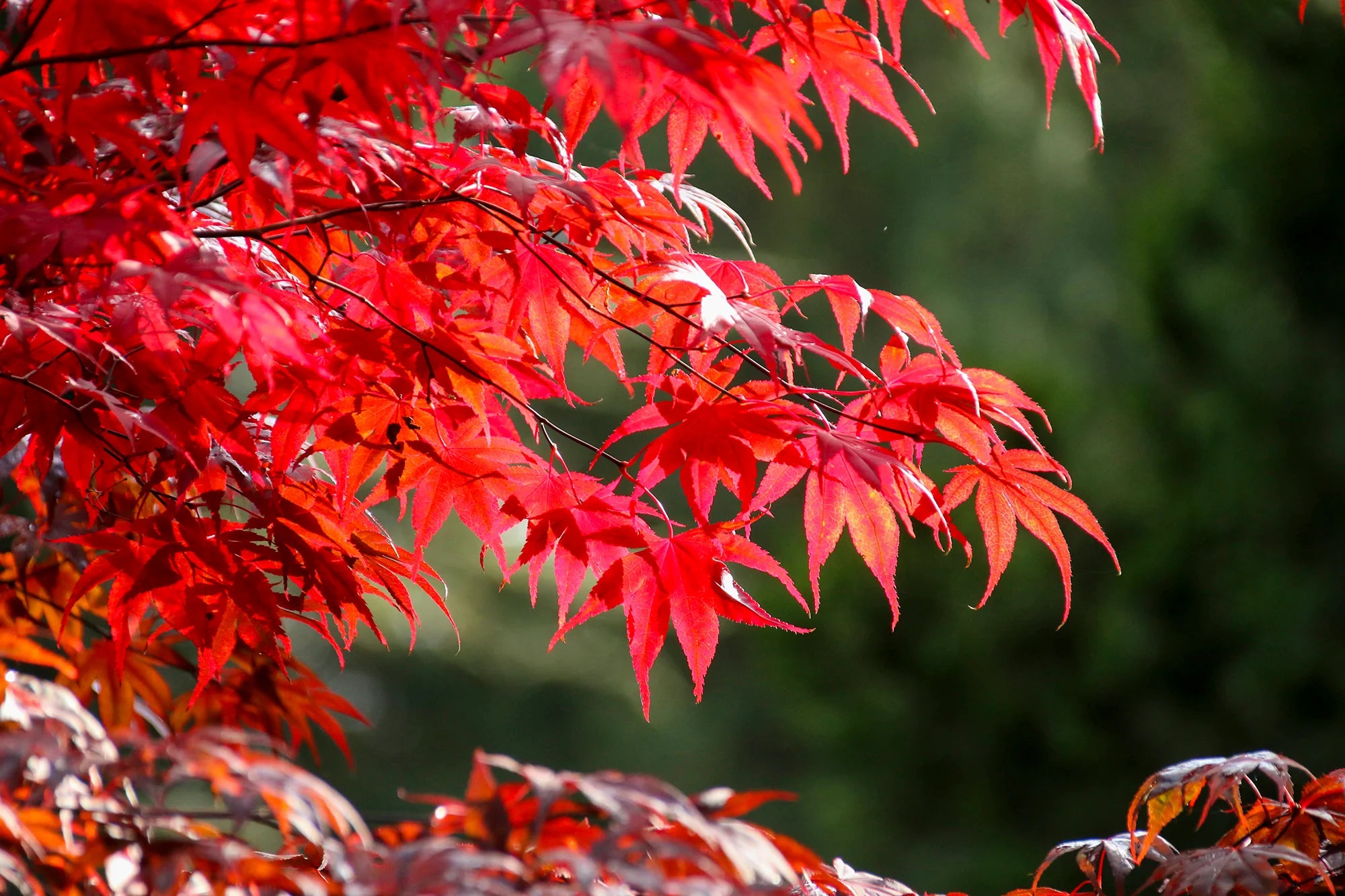Deciduous Trees