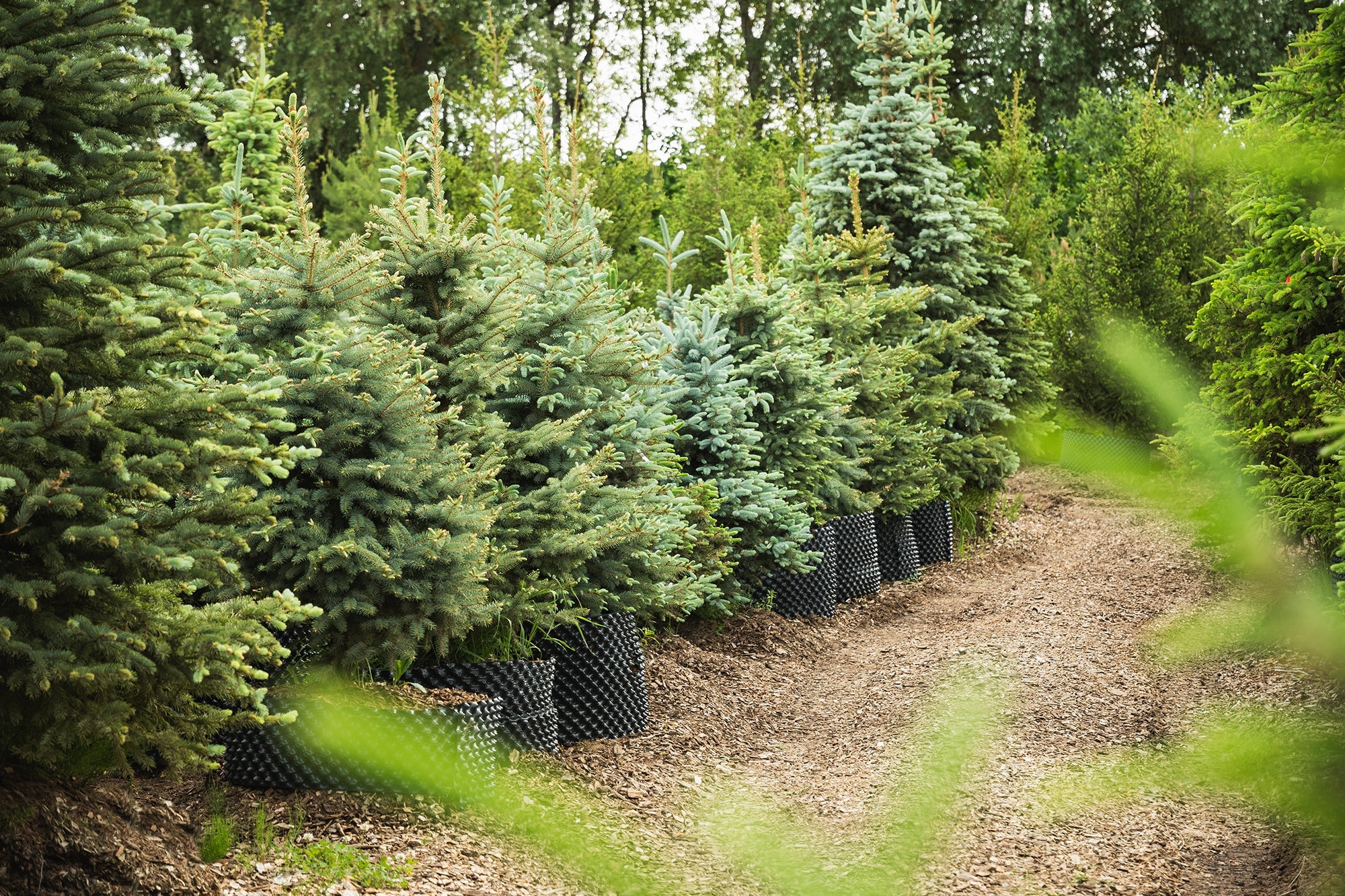 Evergreen Trees