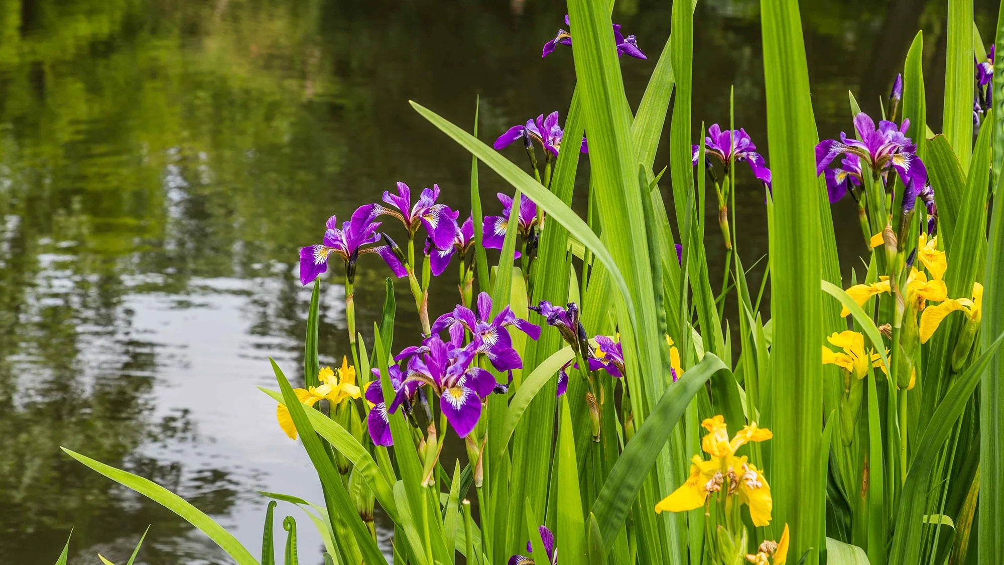 Hardy Water Plants