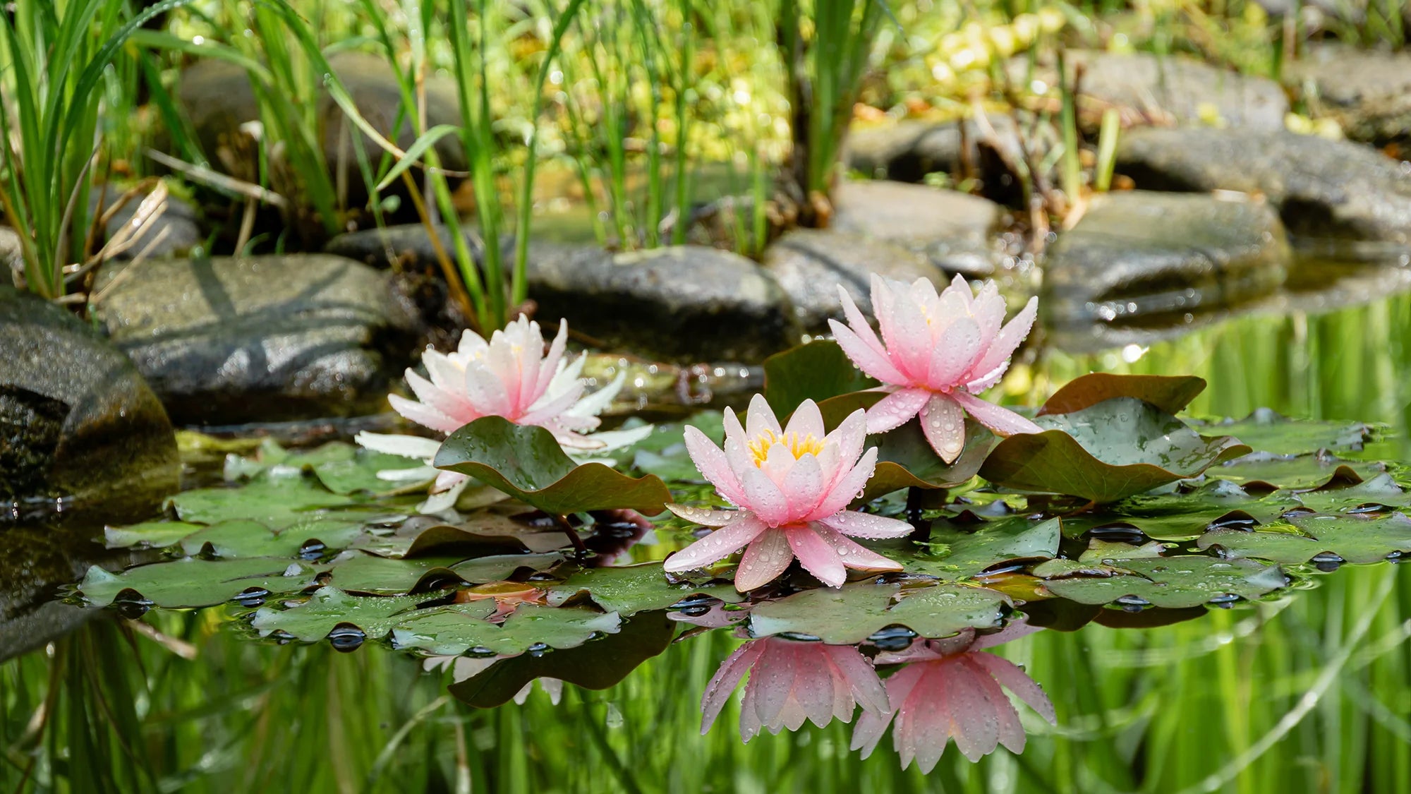 Water Lilies