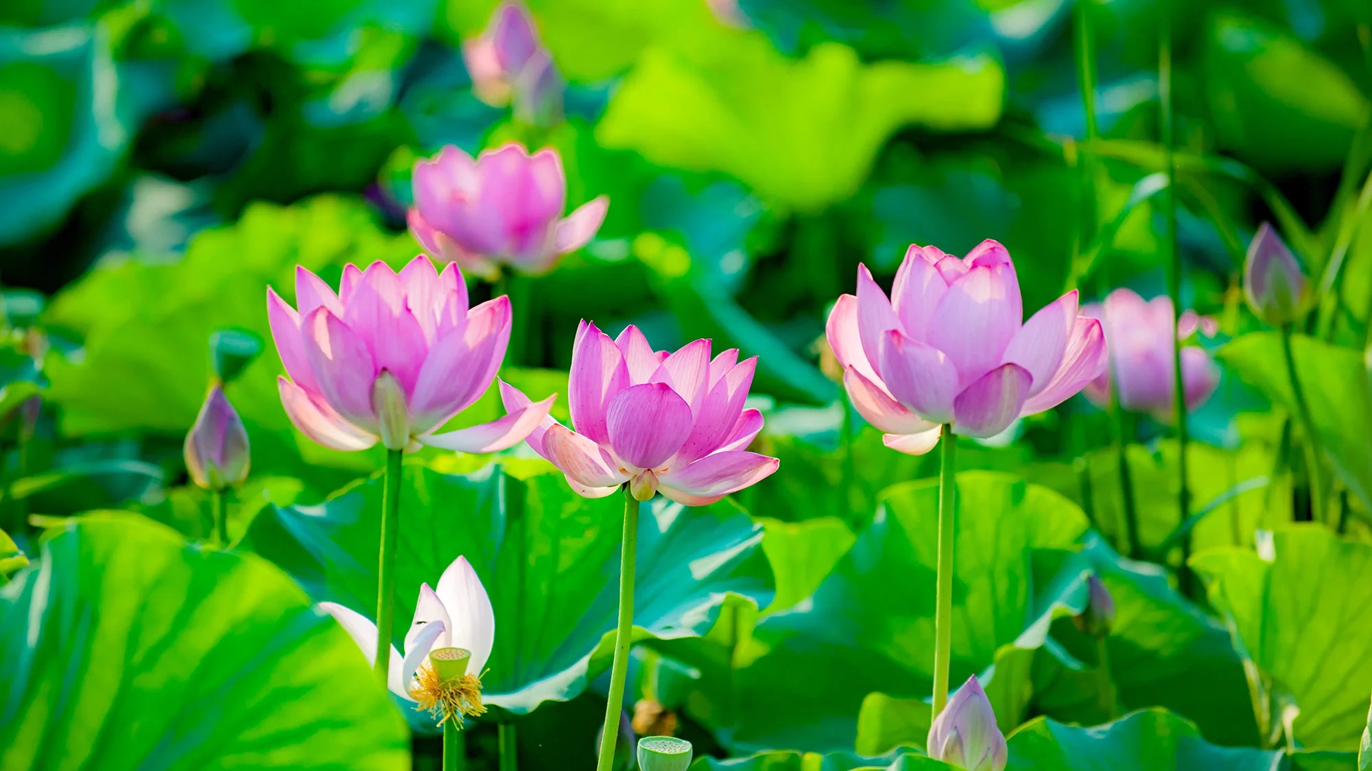 Water Lotus