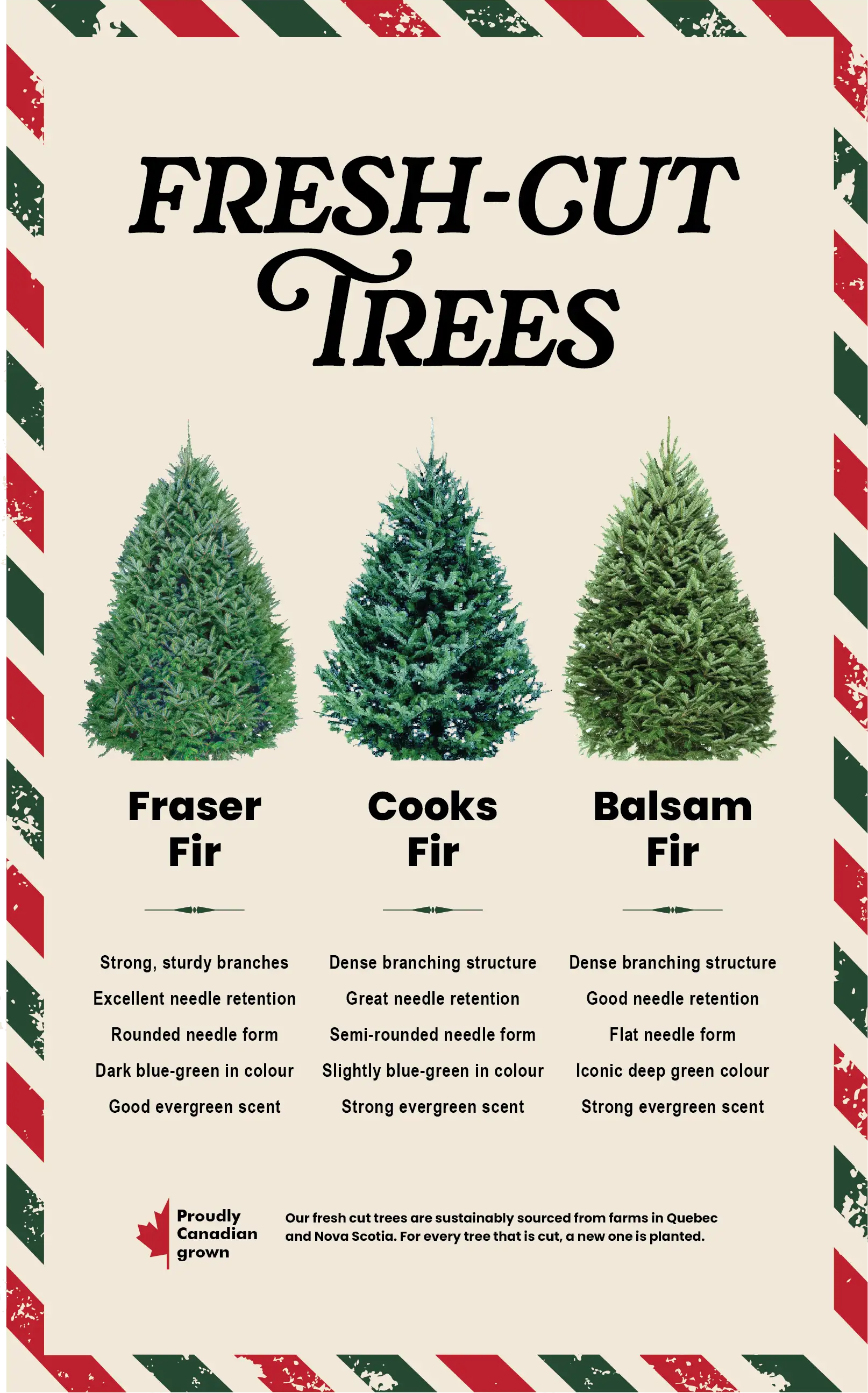 Advertisement for fresh-cut Christmas trees with Fraser, Cooks, & Balsam fir trees and text about each one.
