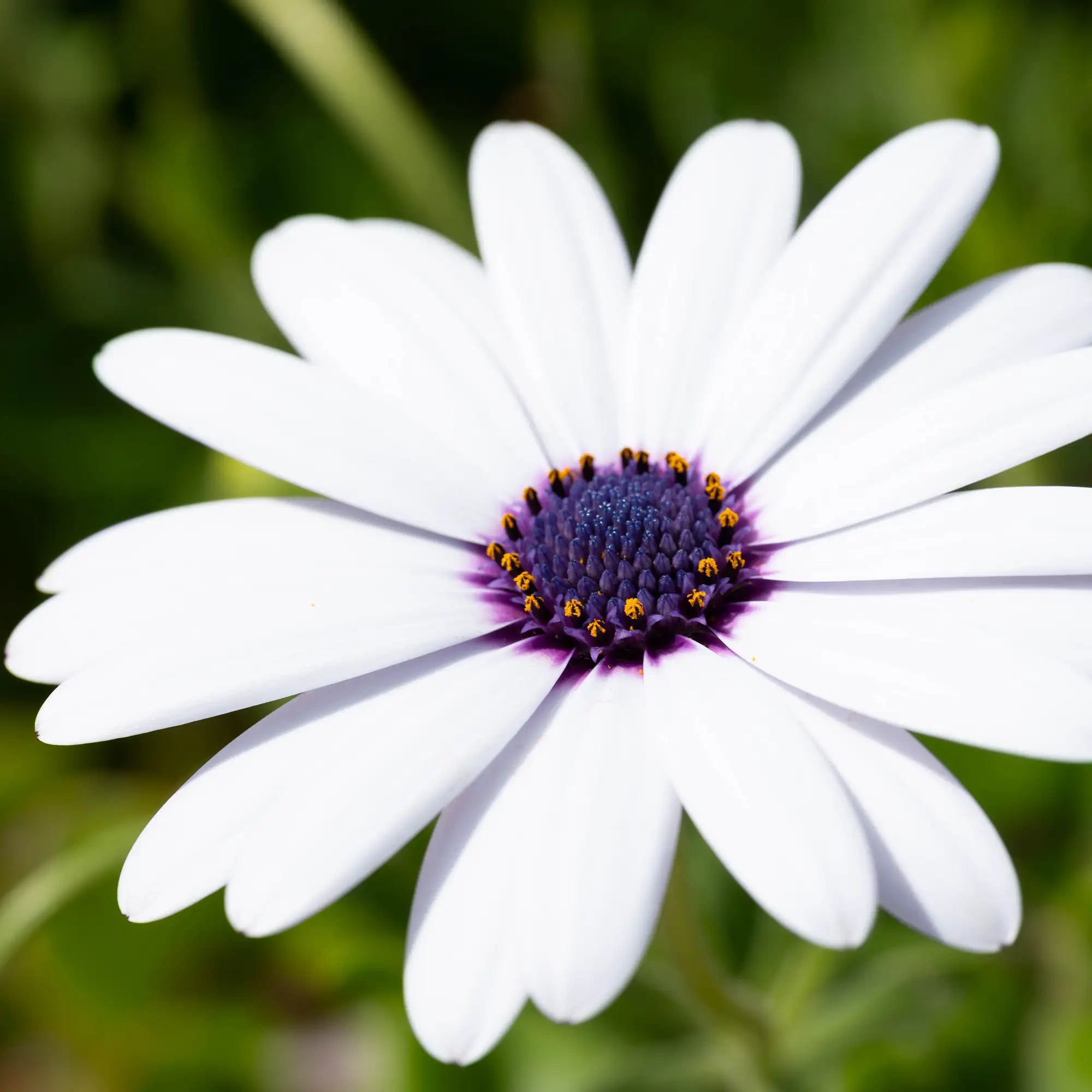 African Daisy 'OSTICADE™ Pure White'