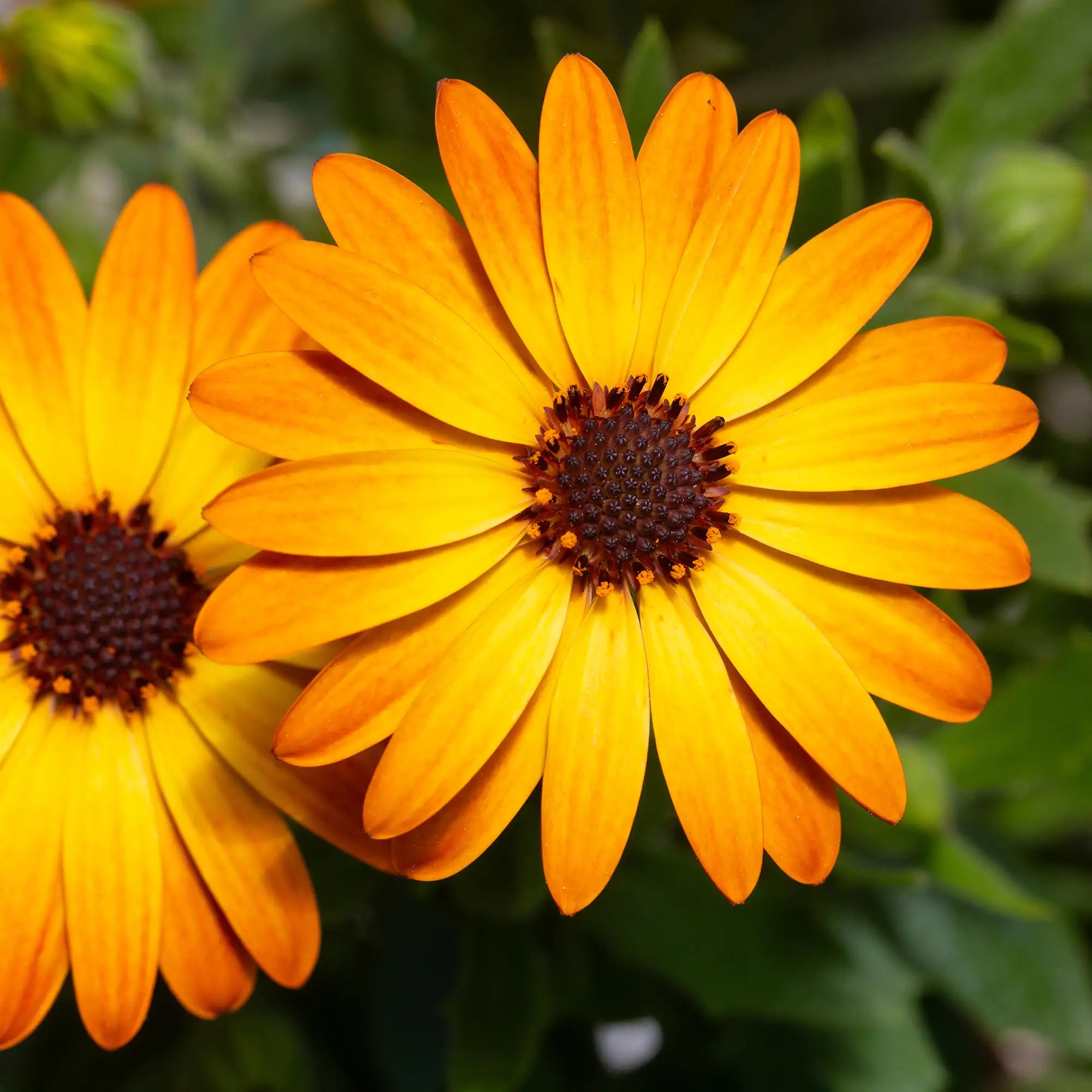 African Daisy 'Sunshine Beauty'