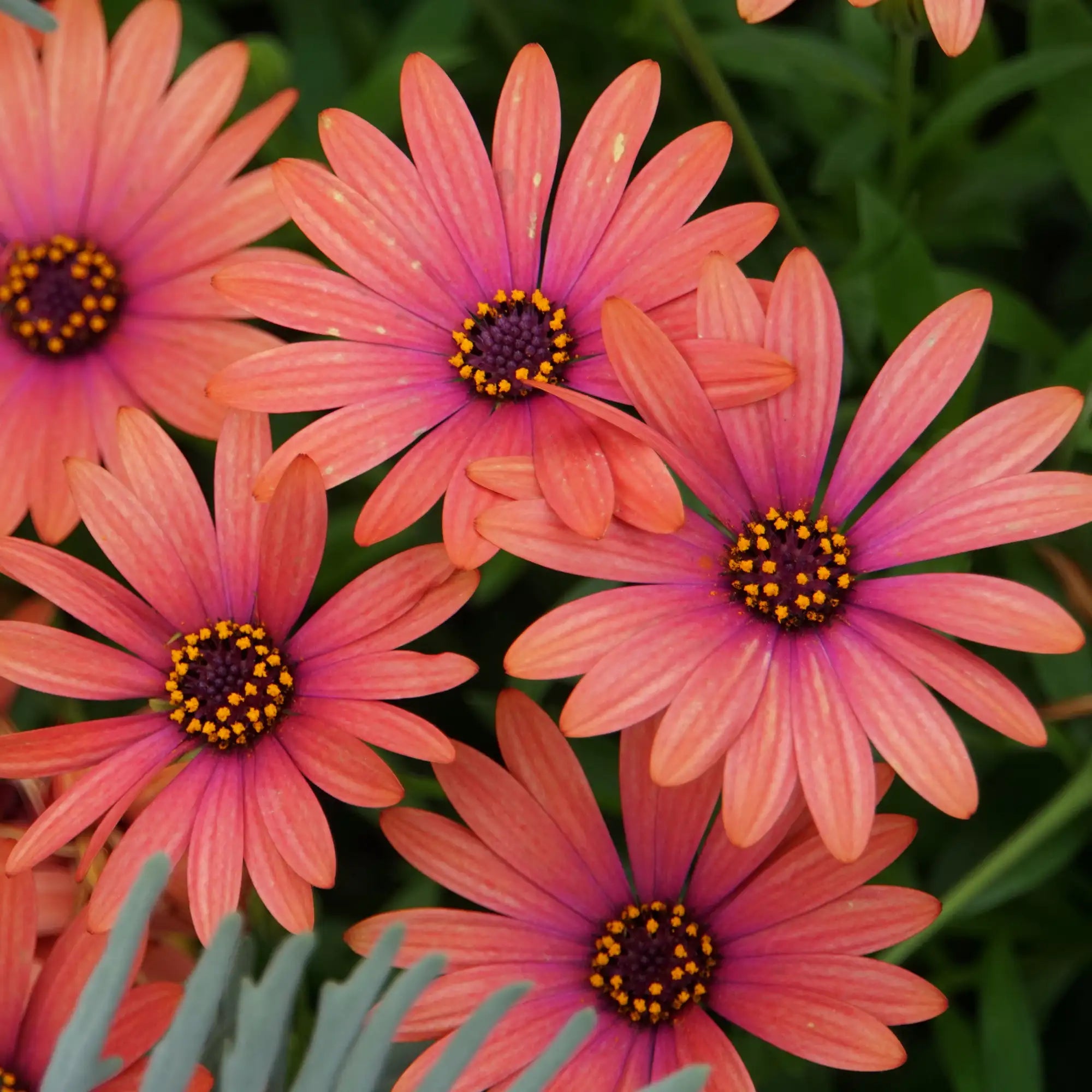 African Daisy 'Zion™ Copper Amethyst'