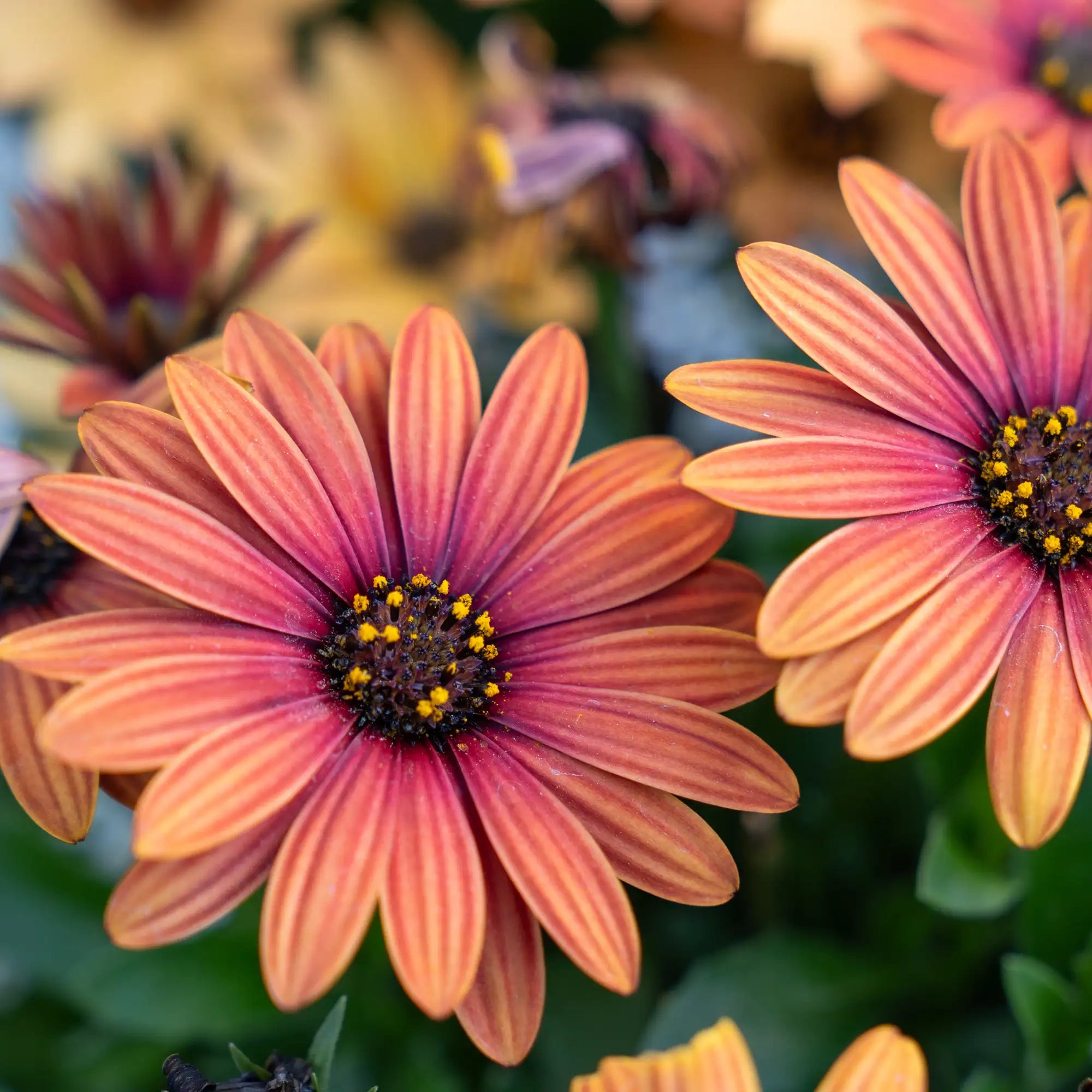 African Daisy 'Zion™ Purple Sun'