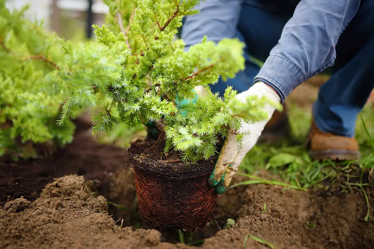 Person planting a small evergreen shrub in the ground 