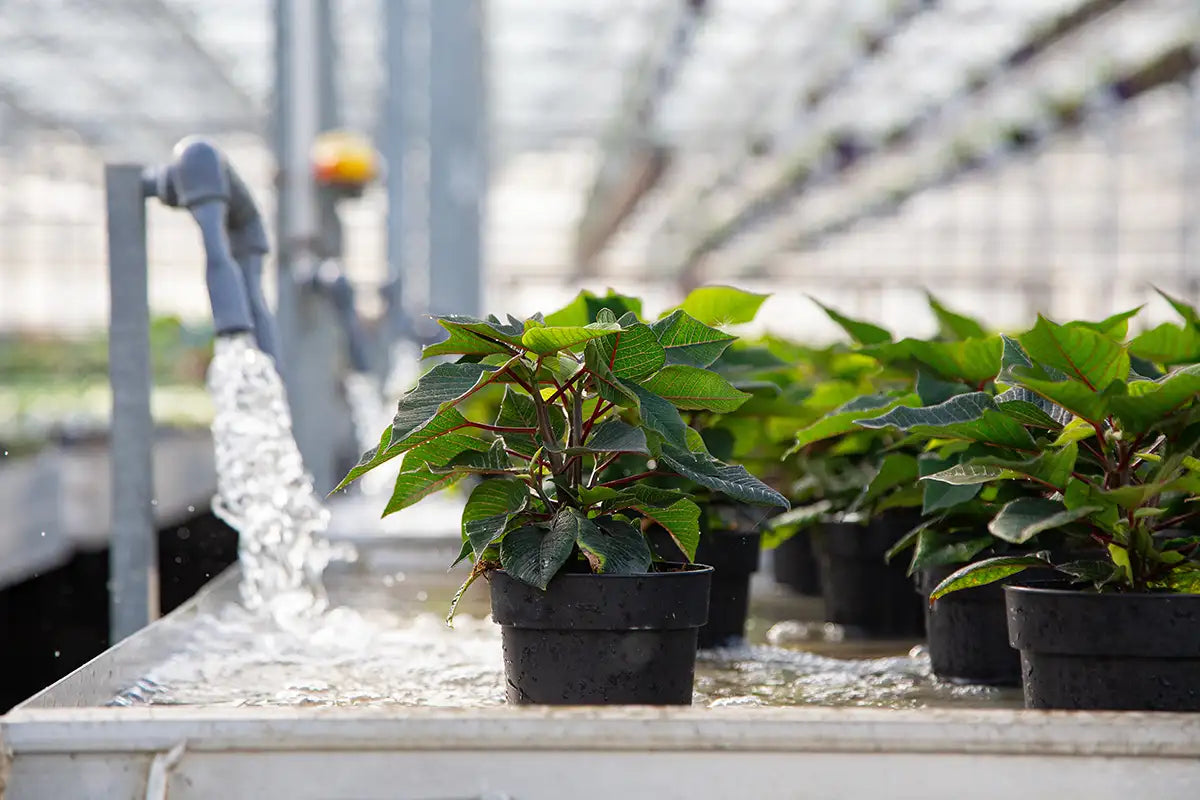 Row of potted poinsettias spaced out on table in a greenhouse setting with water flowing from a spout onto flood table.
