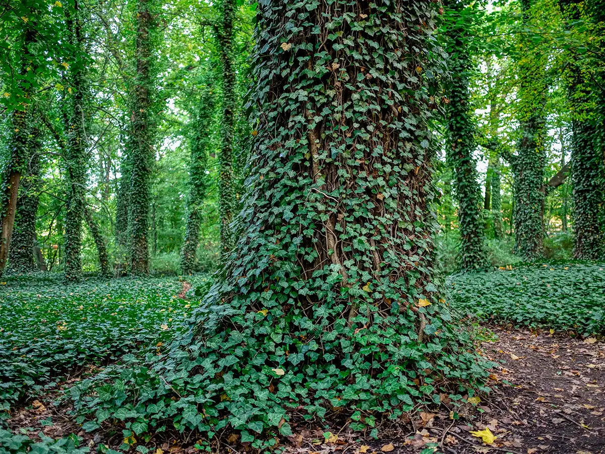 Tree trunk covered in invasive green ivy in a wooded area, with matching ivy-covered trees in background. 