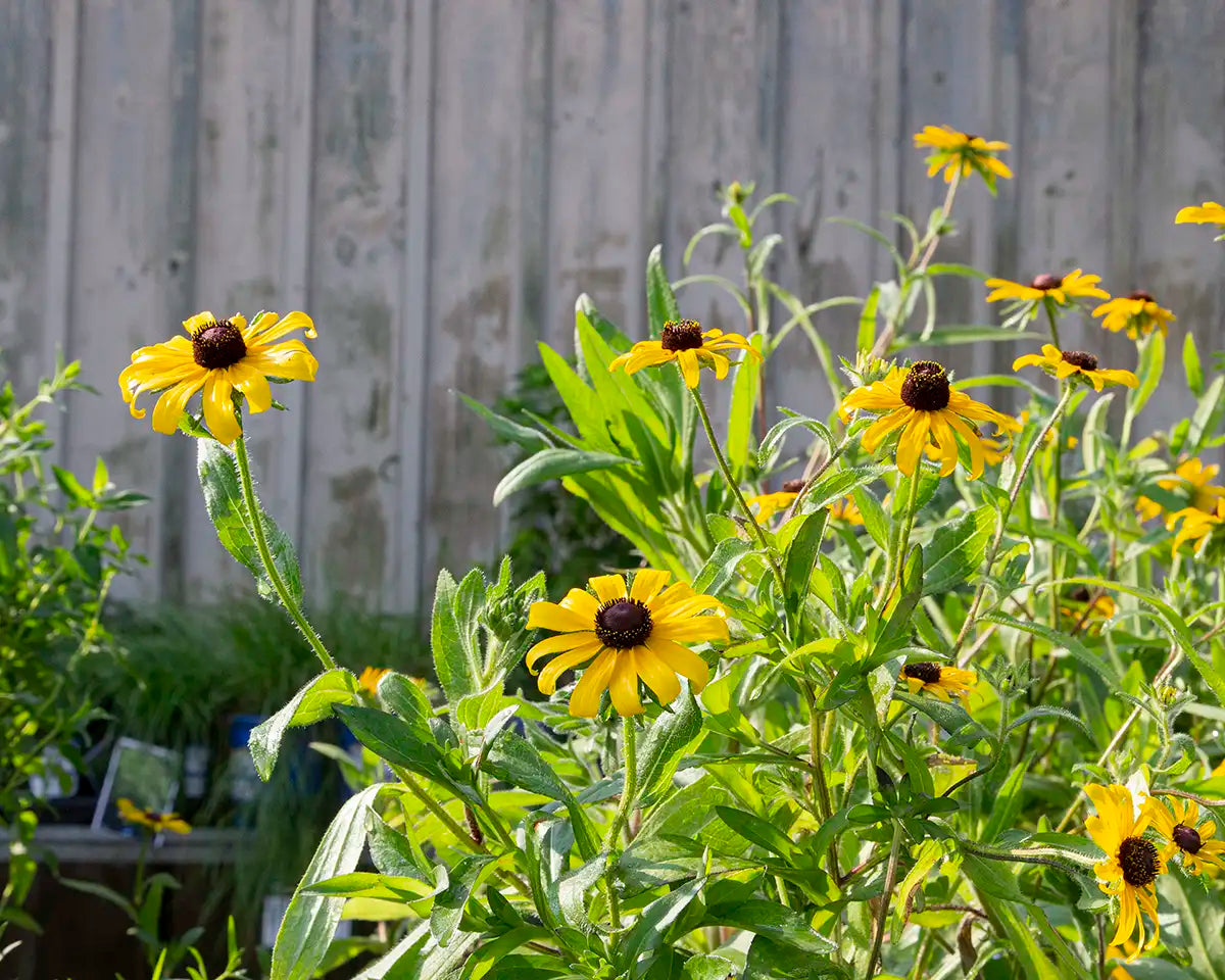 Yellow native rudbeckia on table at garden centre with wooden background. 