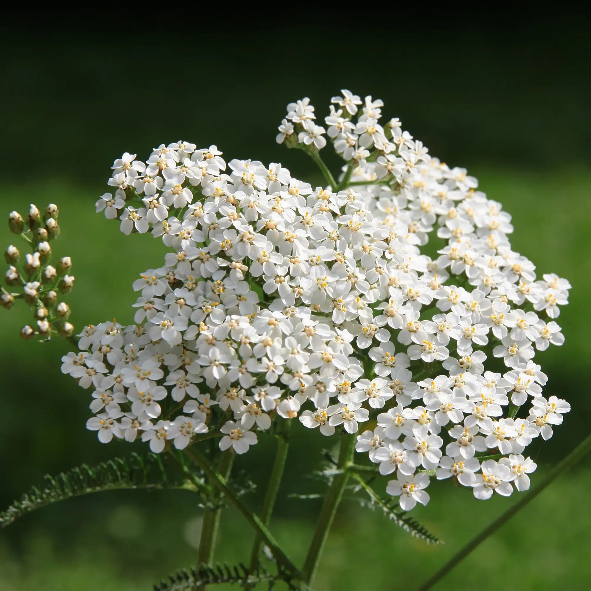 Yarrow Common
