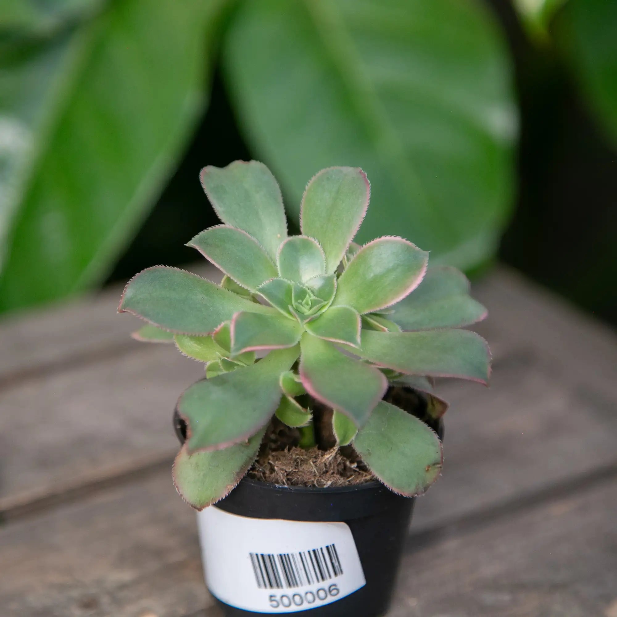 Tree Houseleek 'Kiwi'
