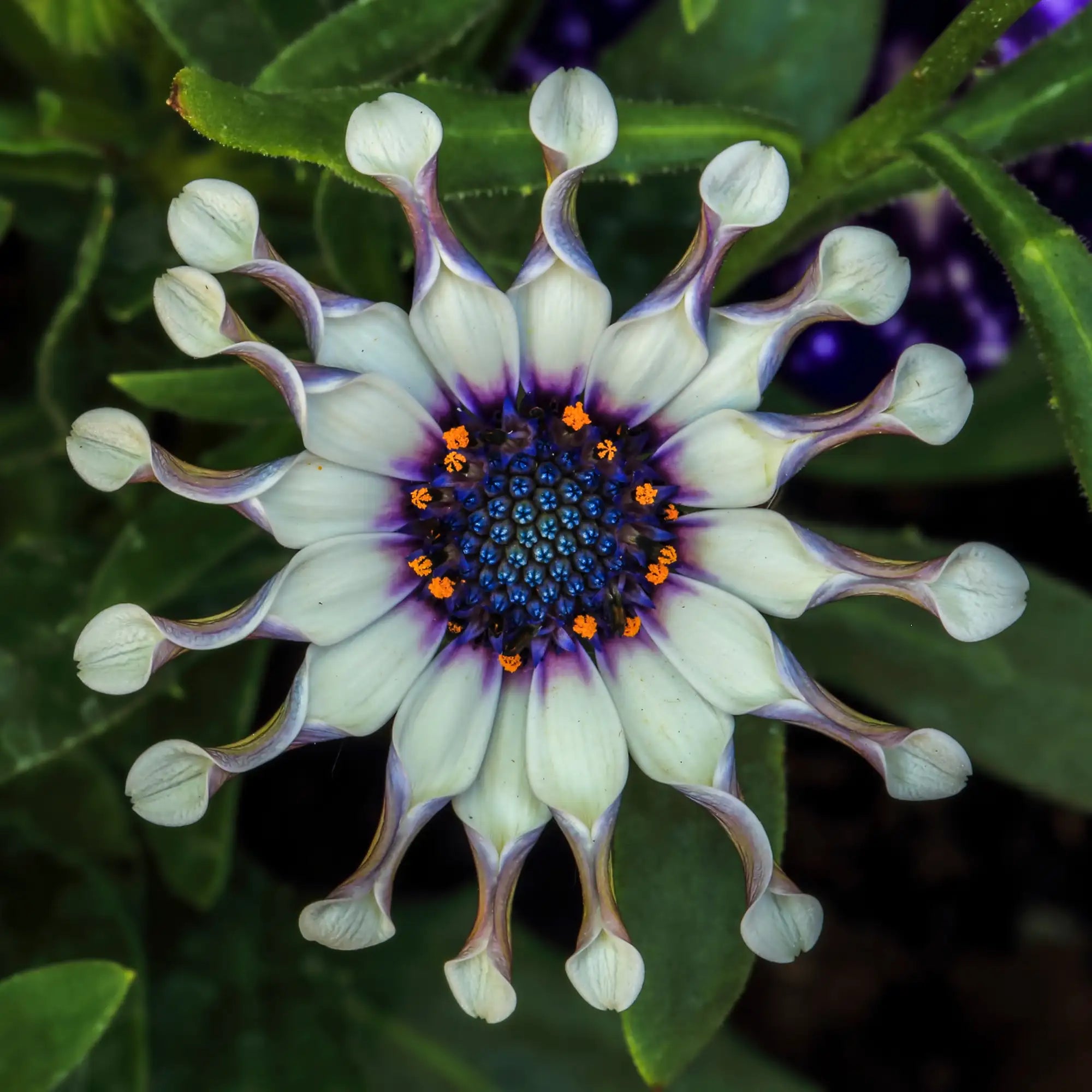 African Daisy 'FlowerPower™ Spider White'