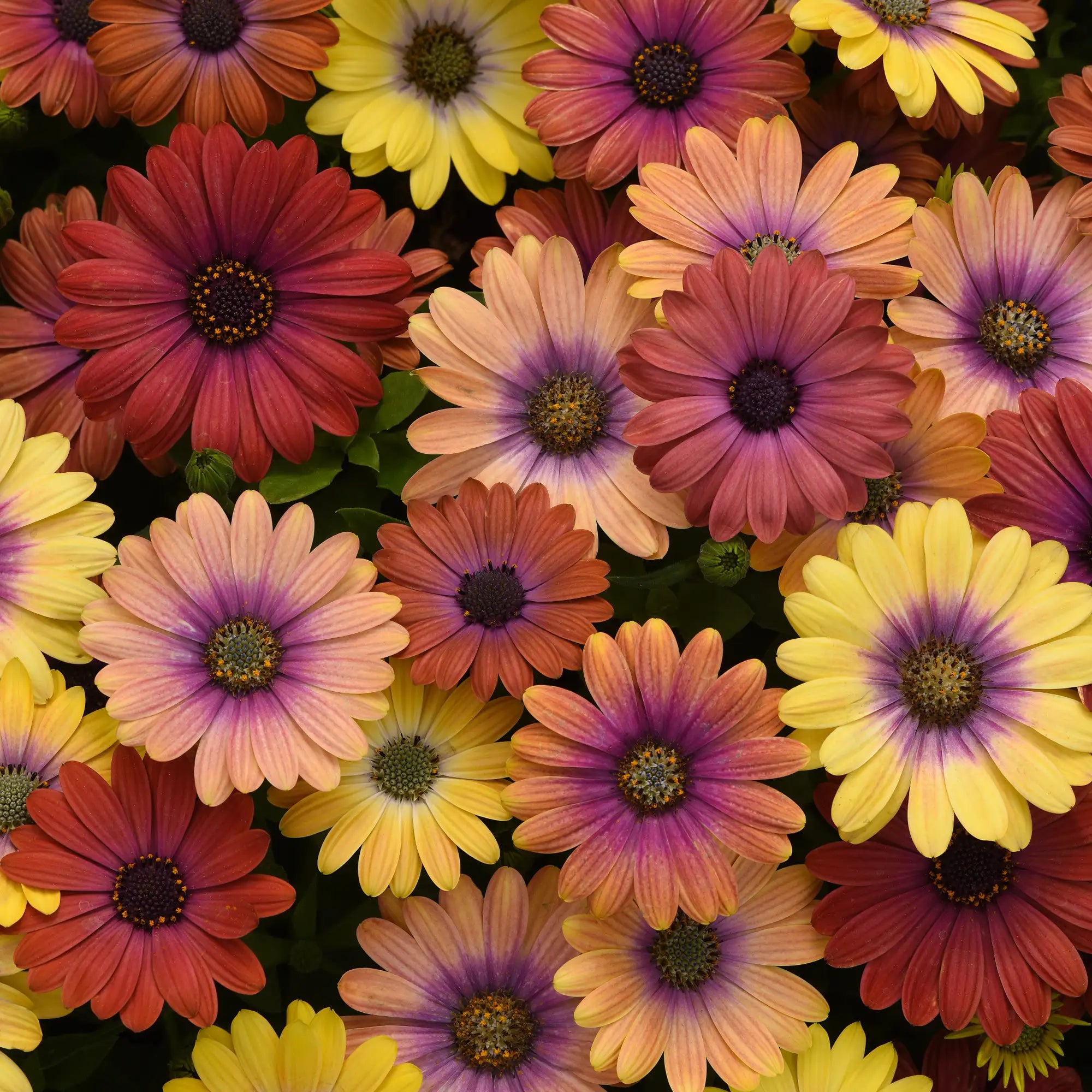 African Daisy 'Akila® Hawaii Sunset Mix'