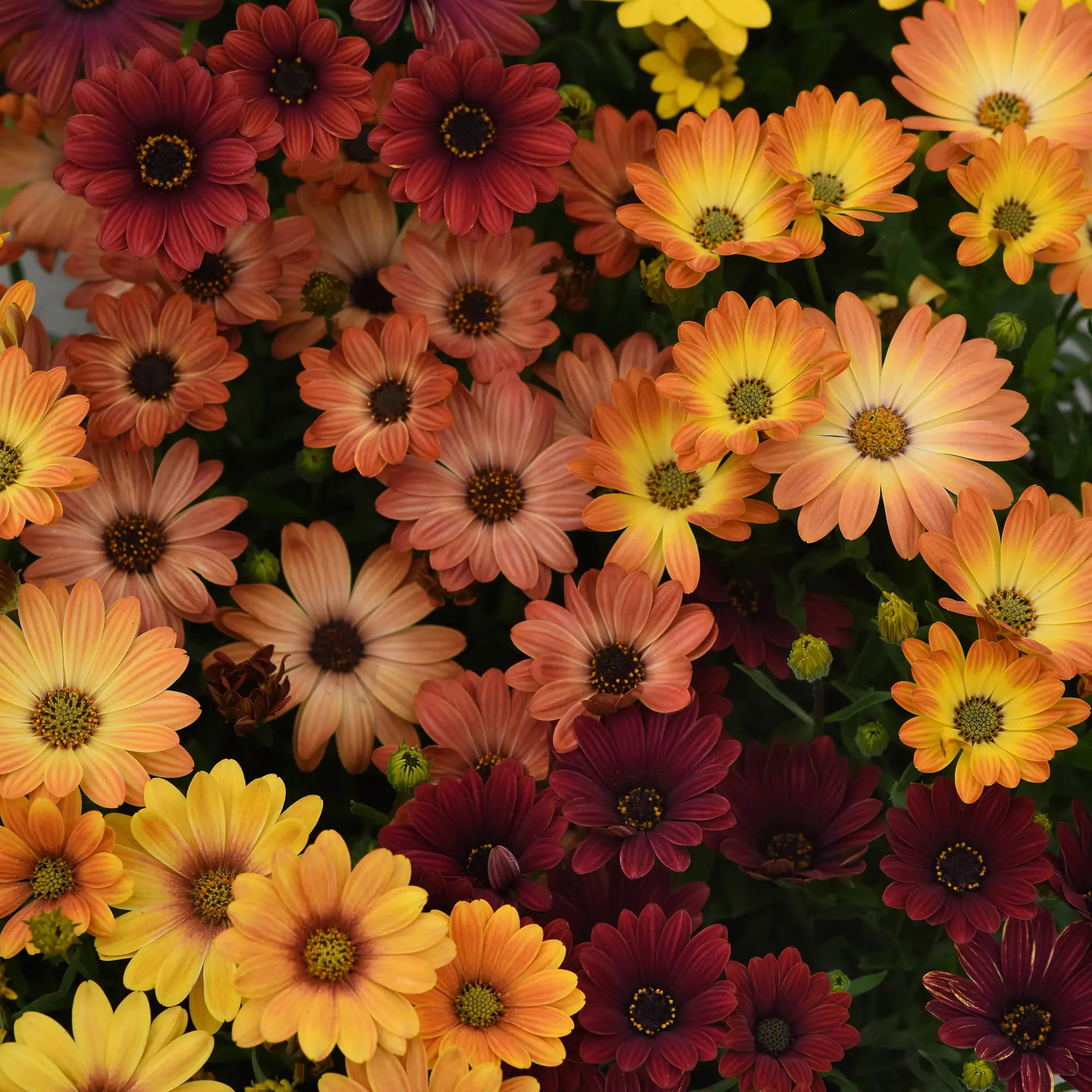 African Daisy 'Akila® Sun Shades Mix'